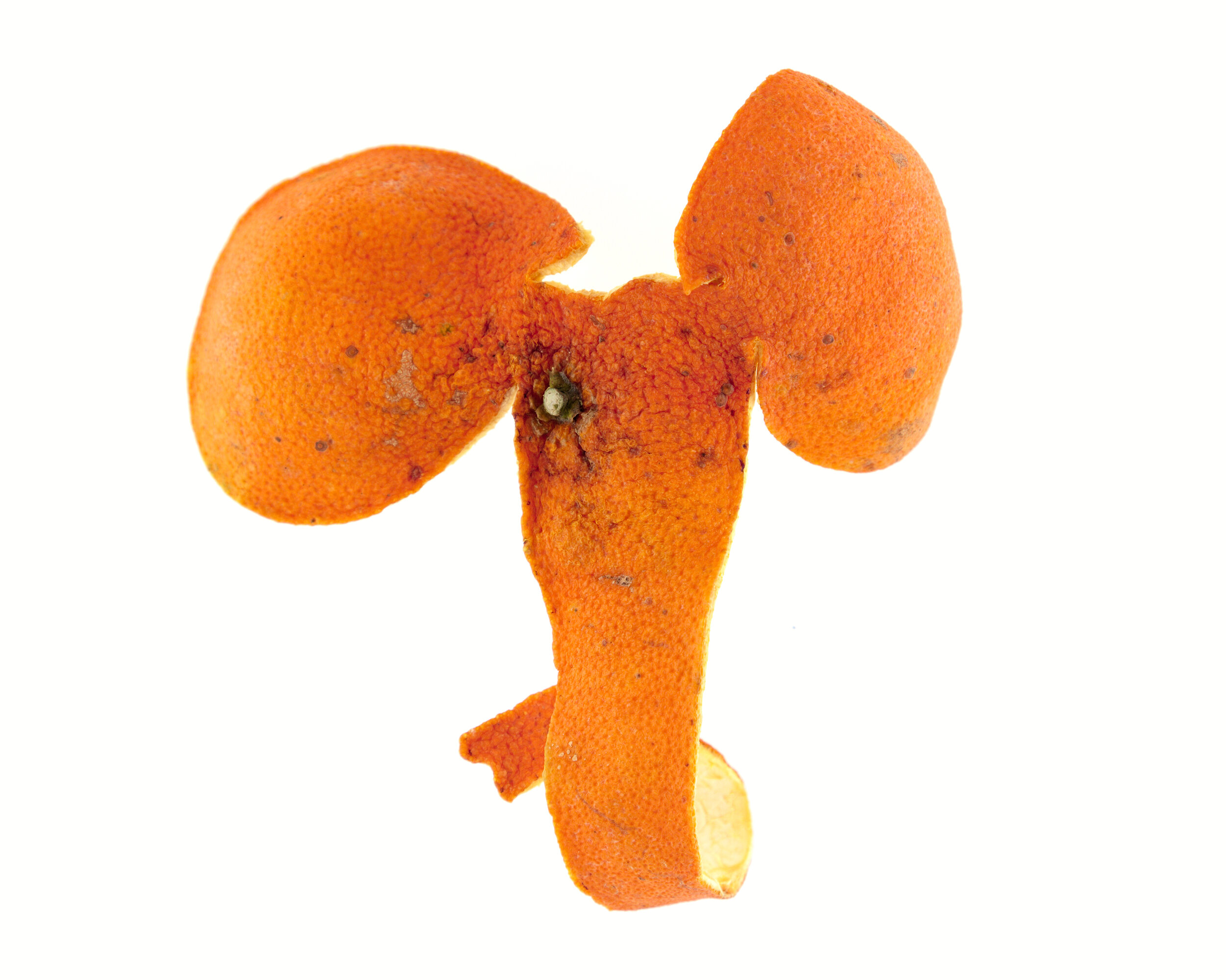 Éléphant