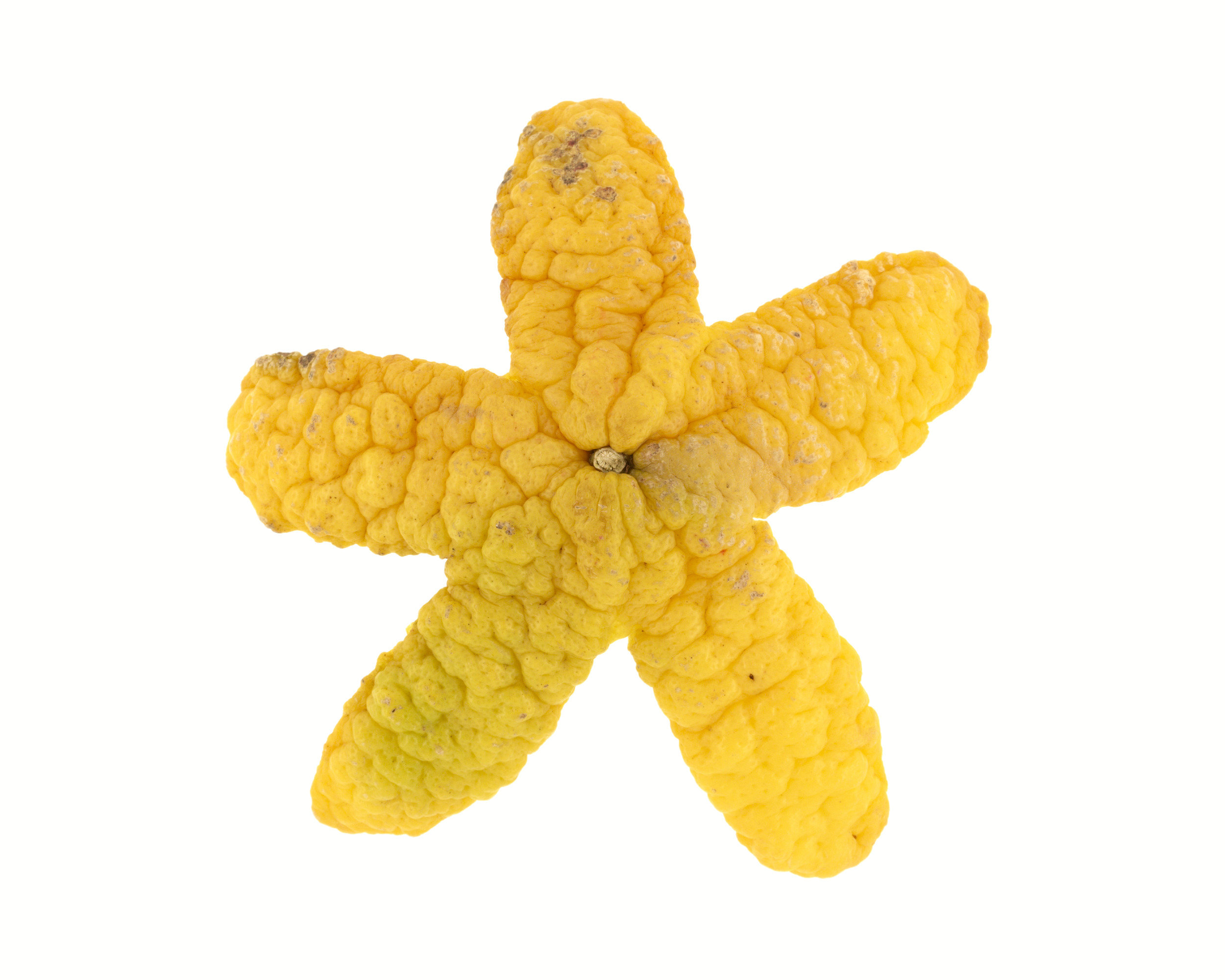 Étoile de mer