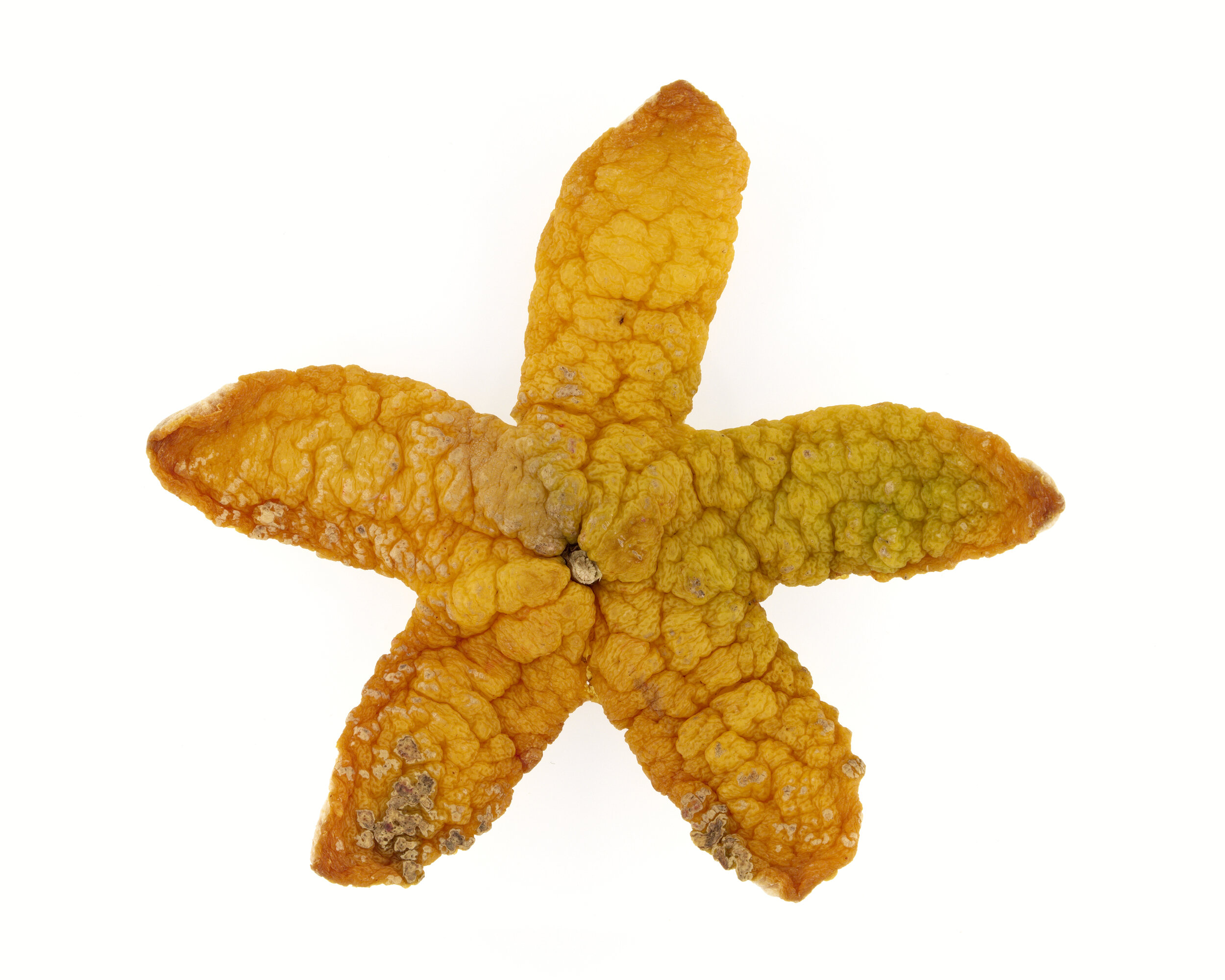 Étoile de mer
