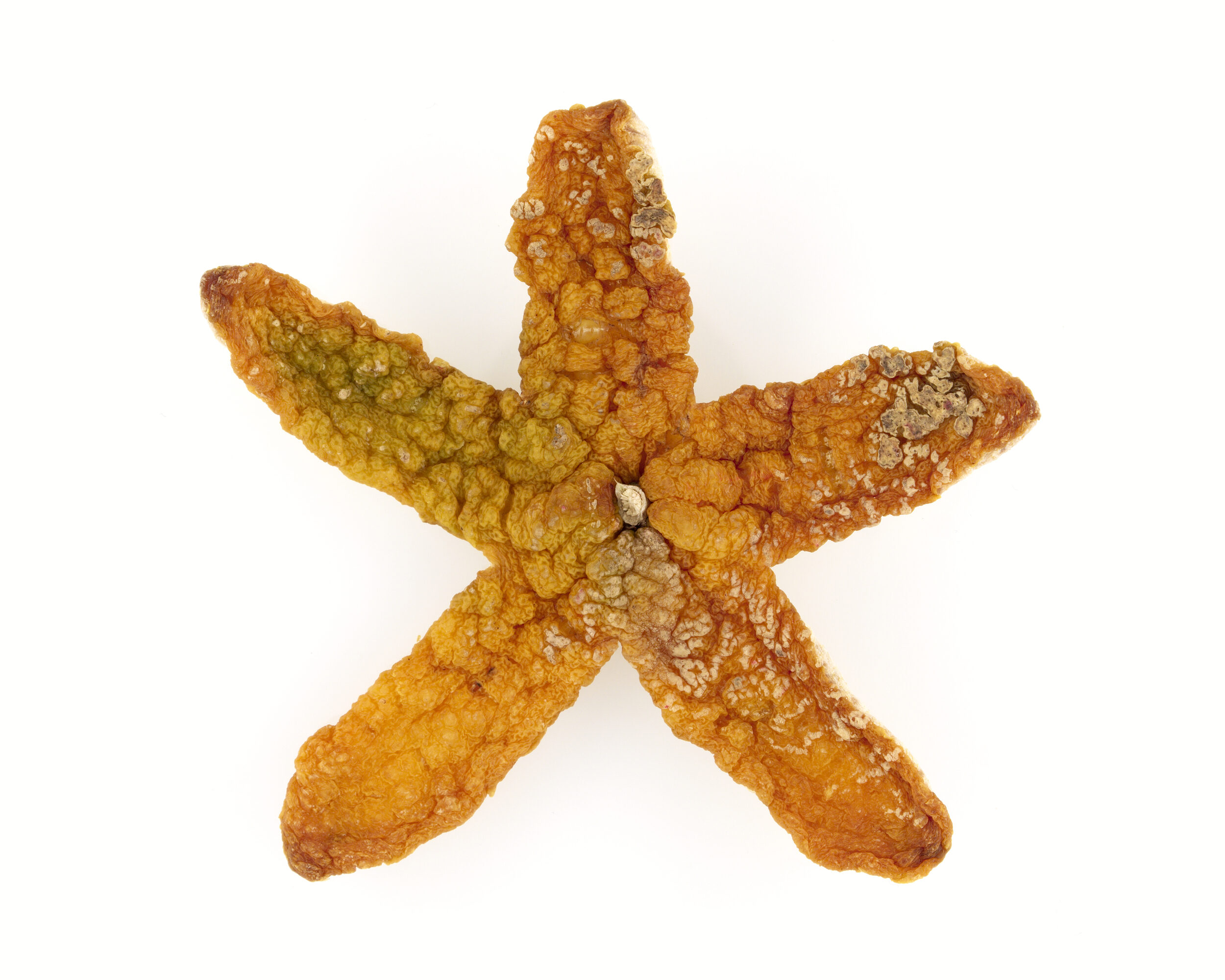 Étoile de mer