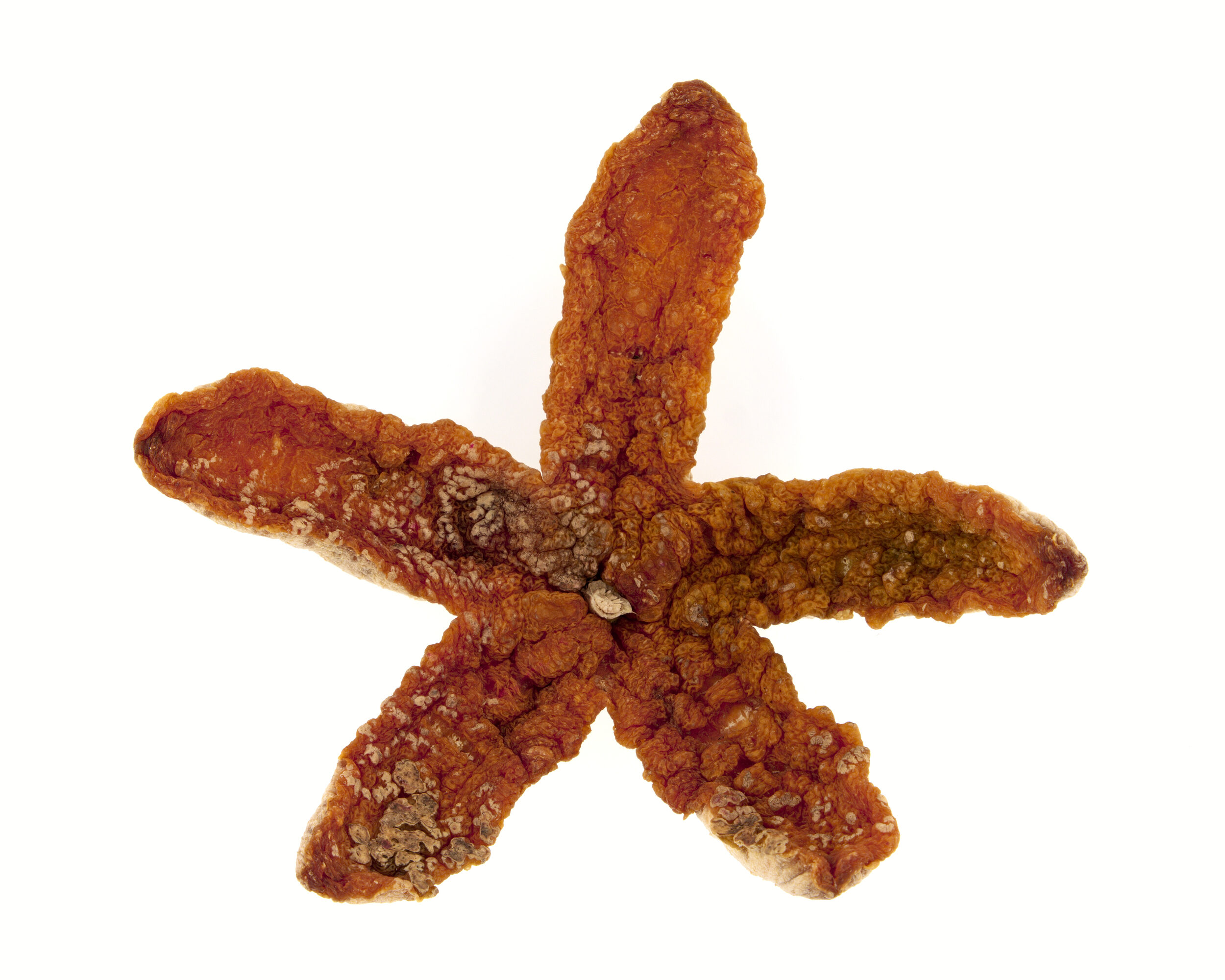 Étoile de mer