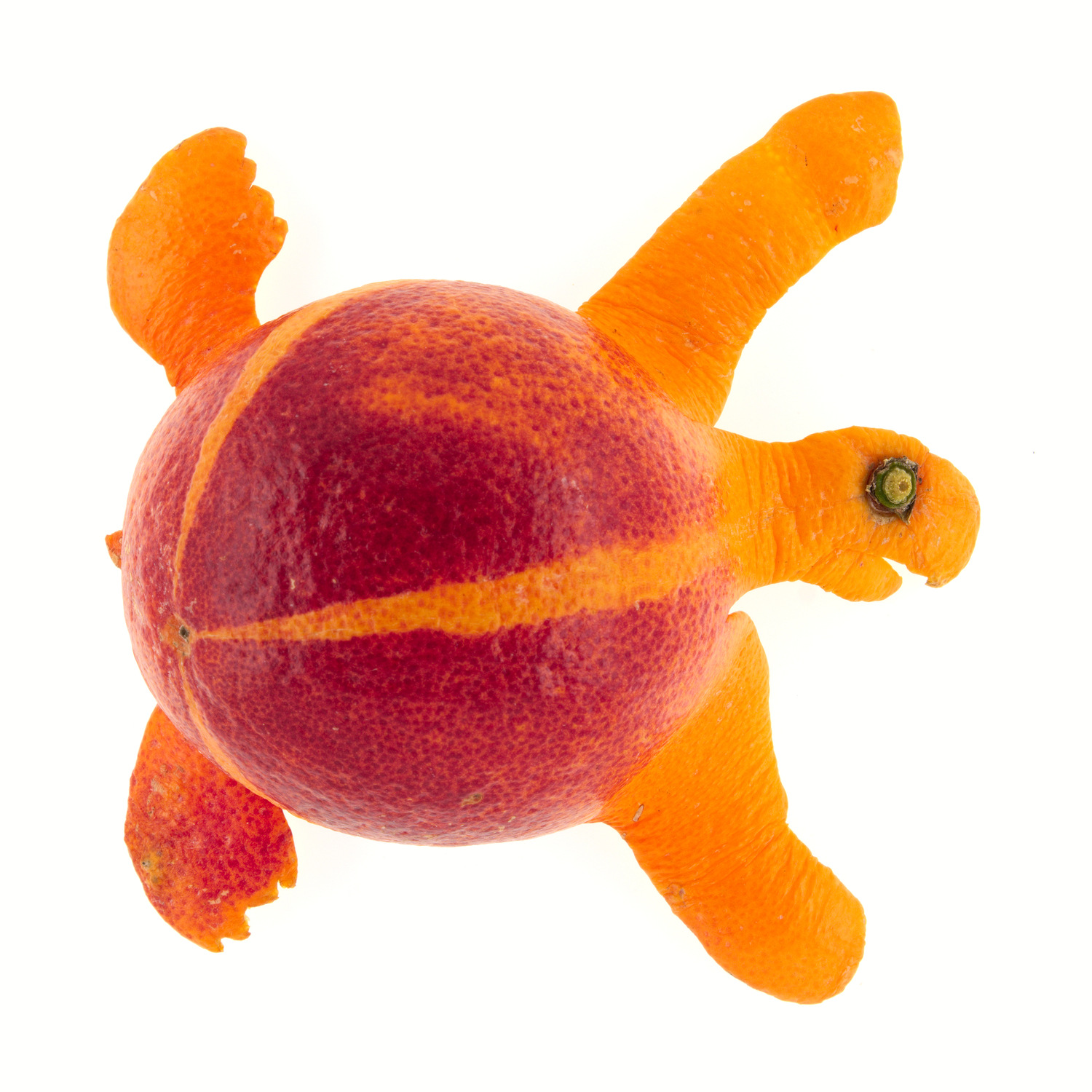 Tortue