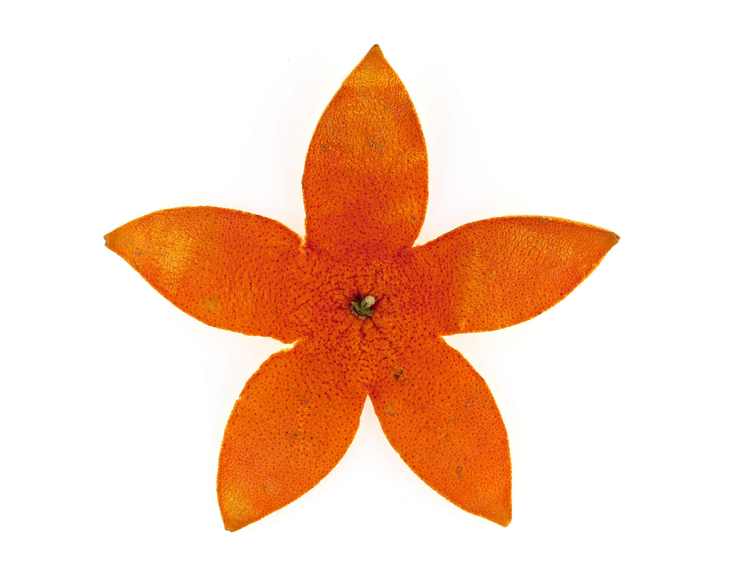 Étoile de mer
