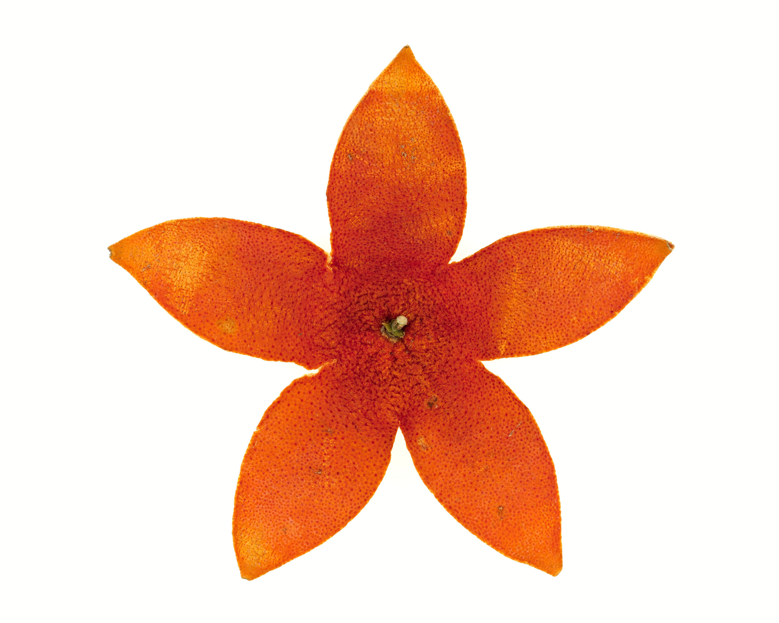 Étoile de mer