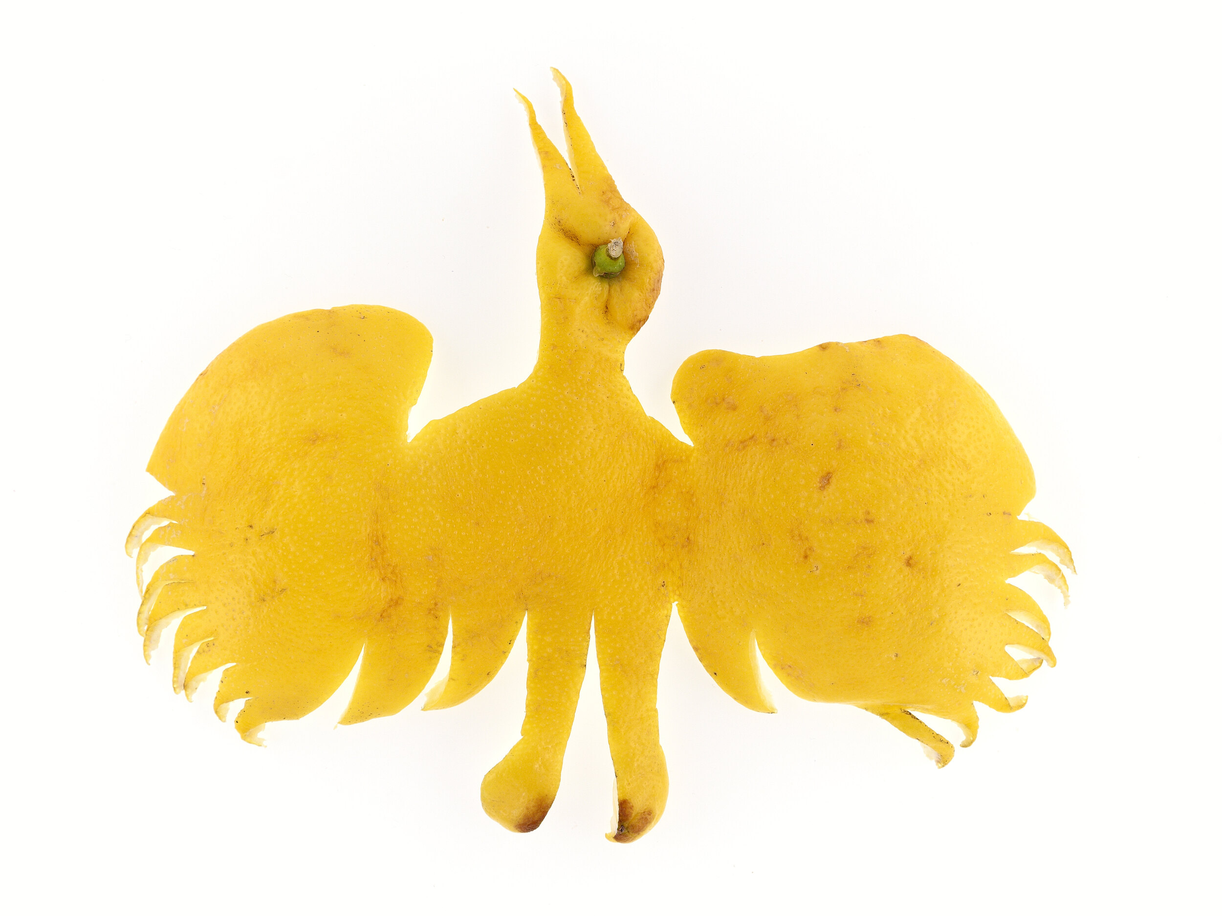 Cigogne