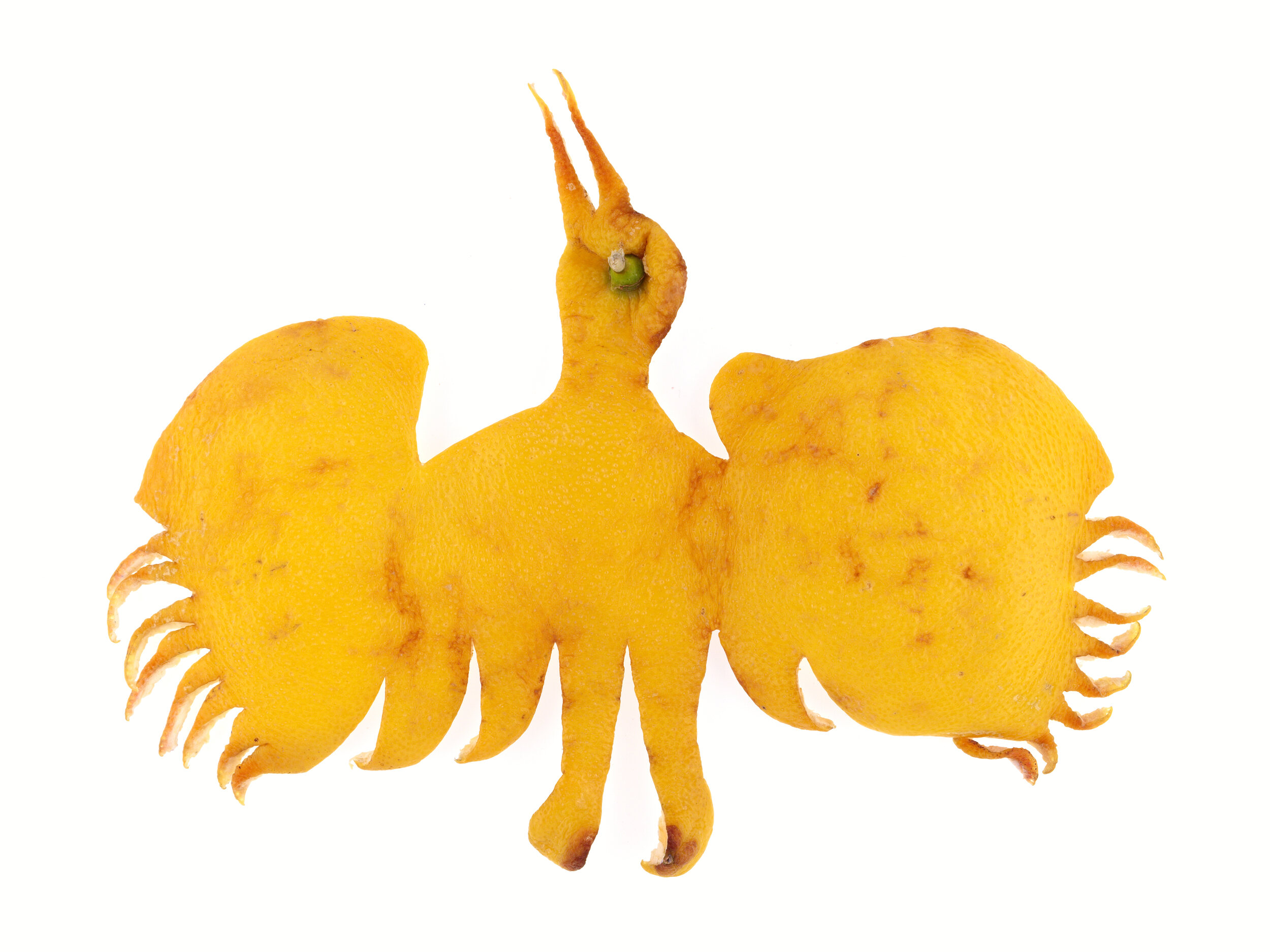 Cigogne