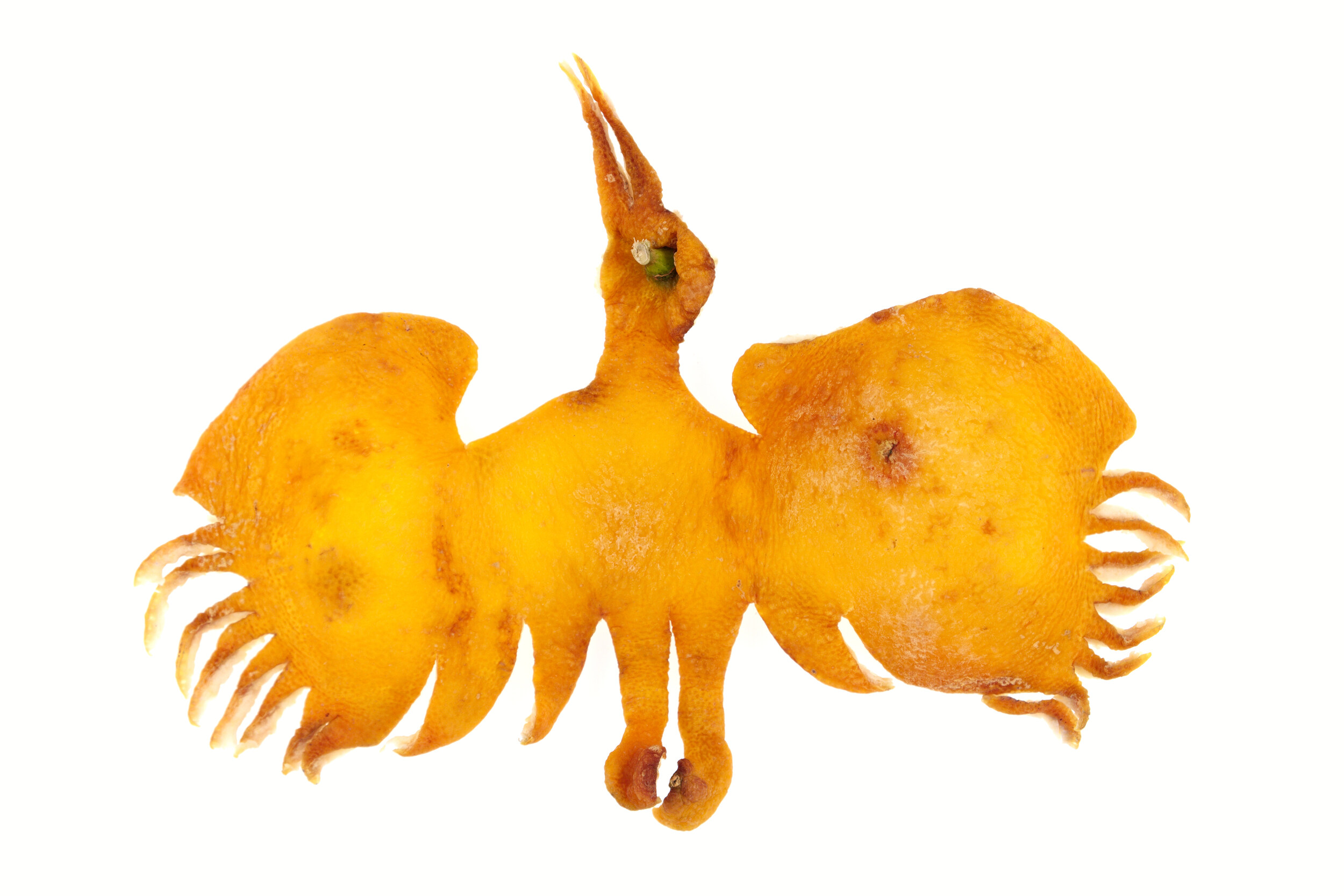 Cigogne
