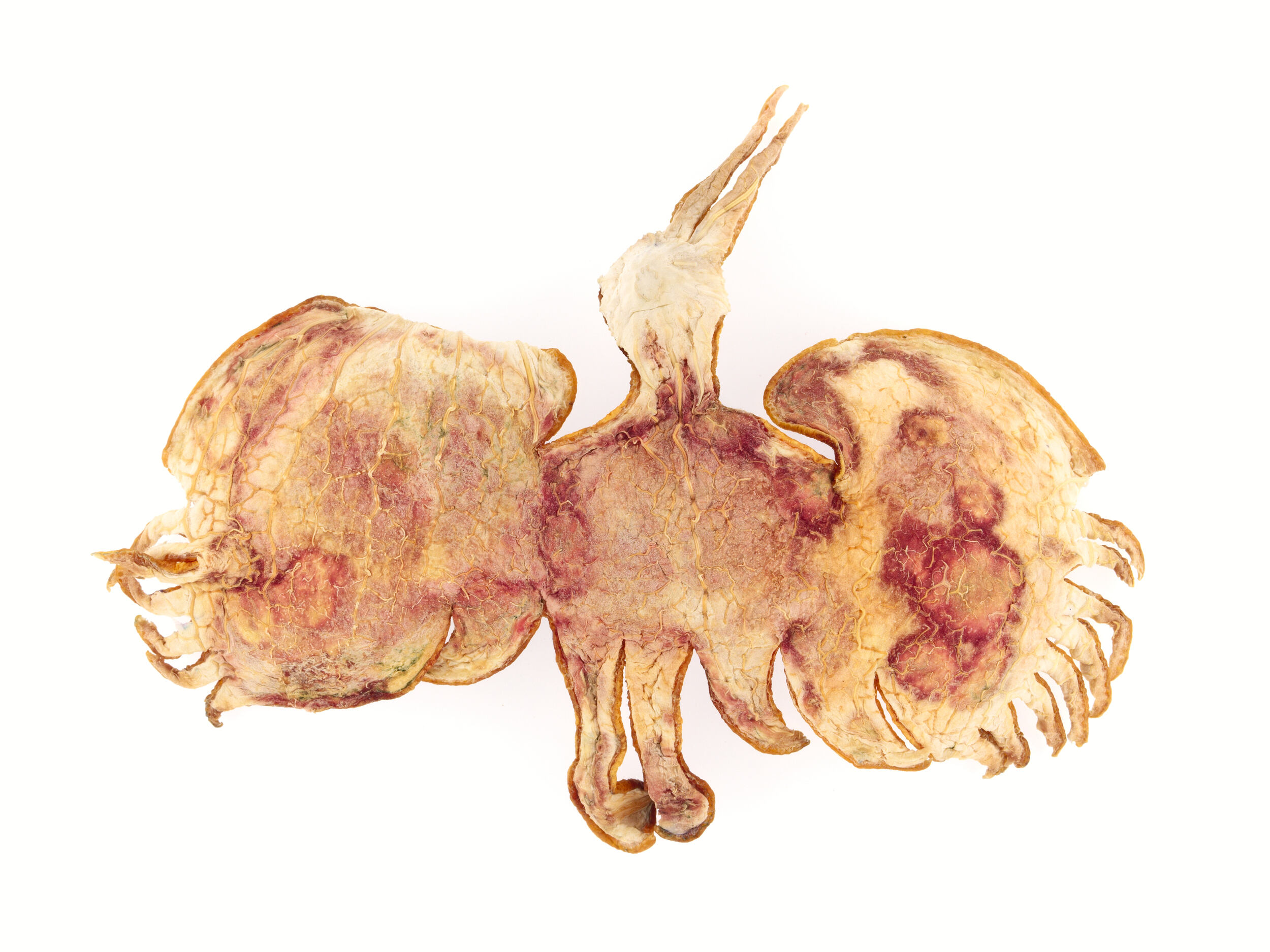 Cigogne
