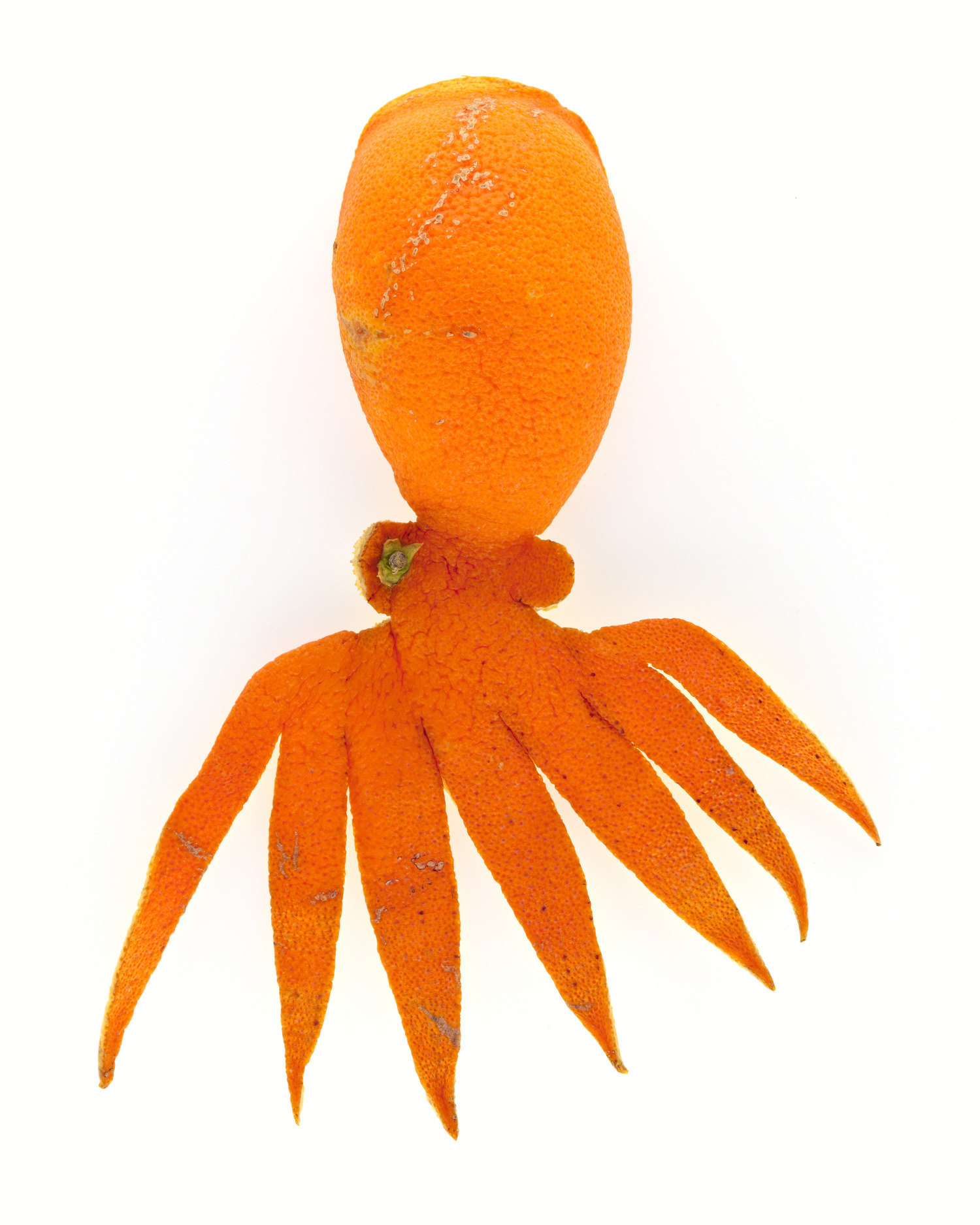 Pieuvre