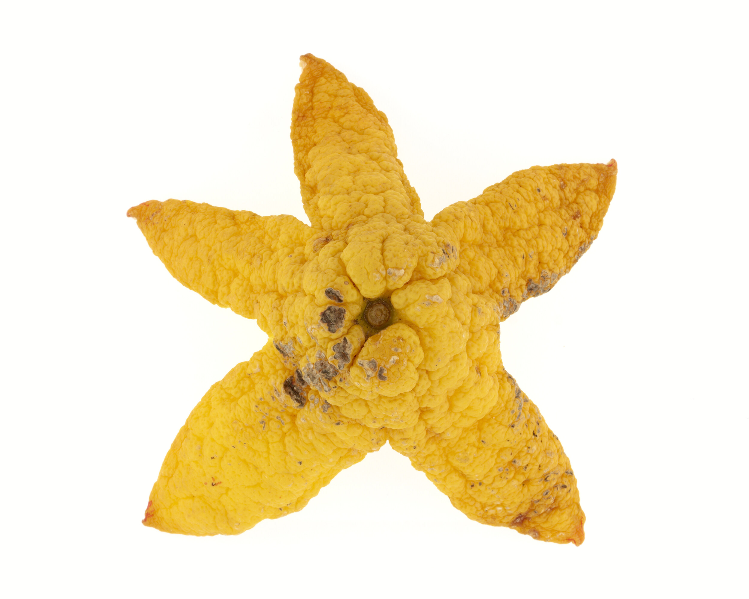 Étoile de mer
