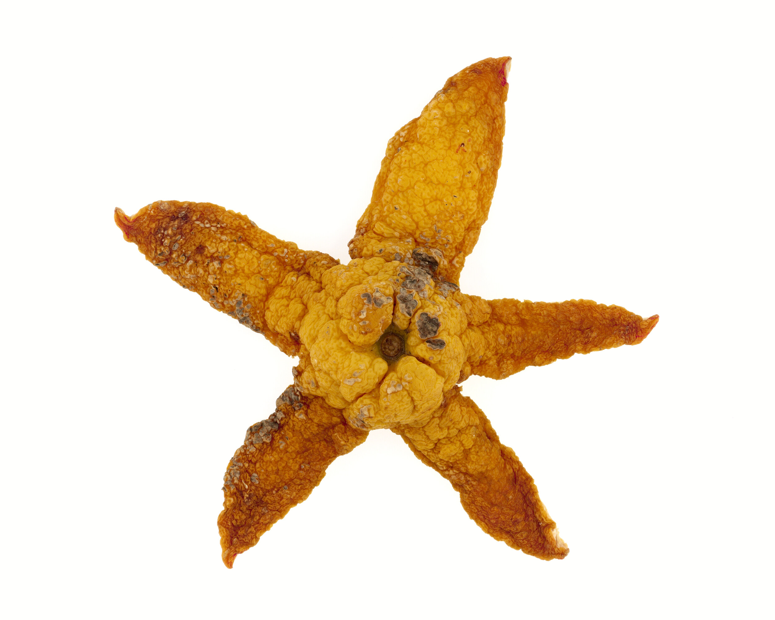 Étoile de mer
