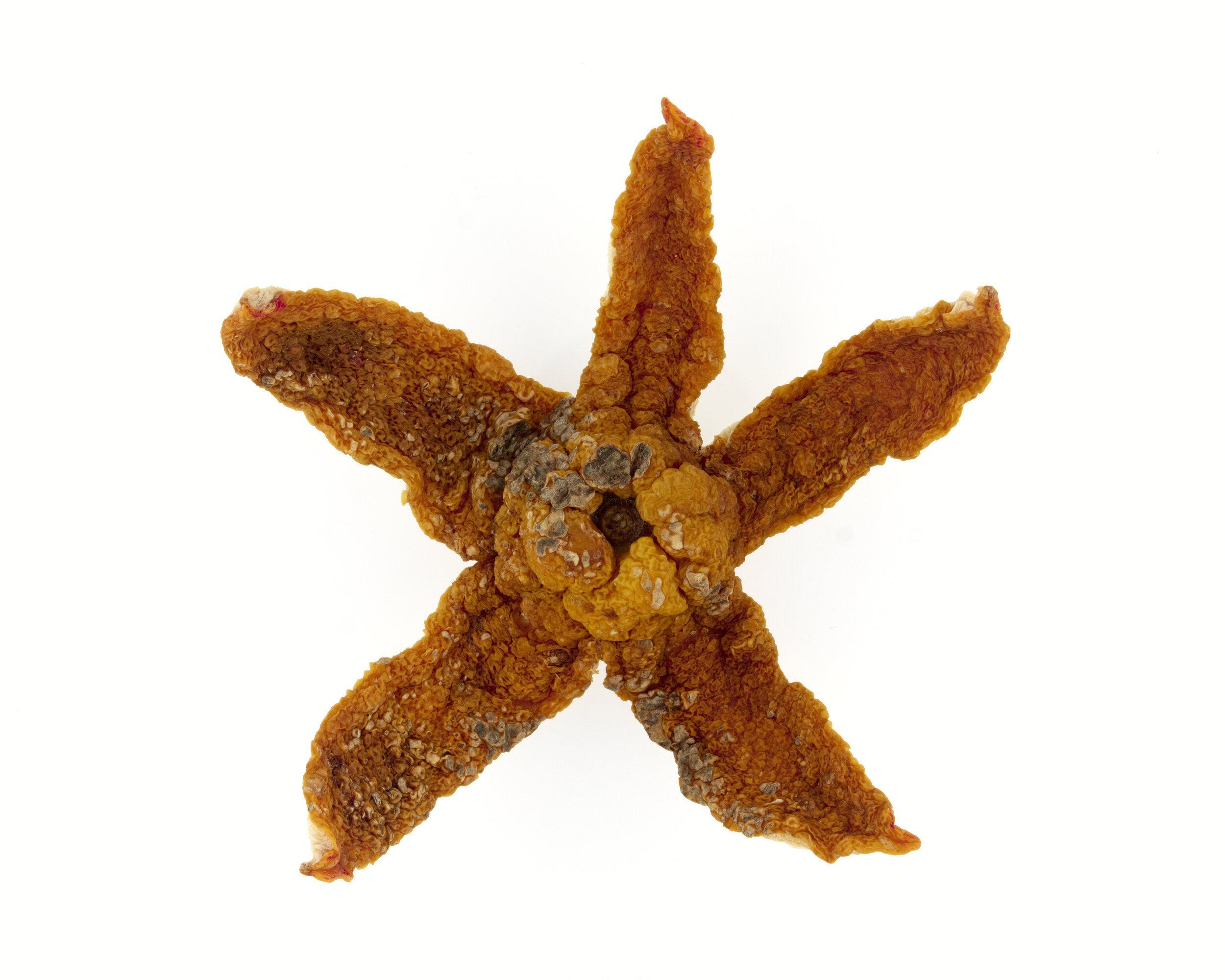 Étoile de mer