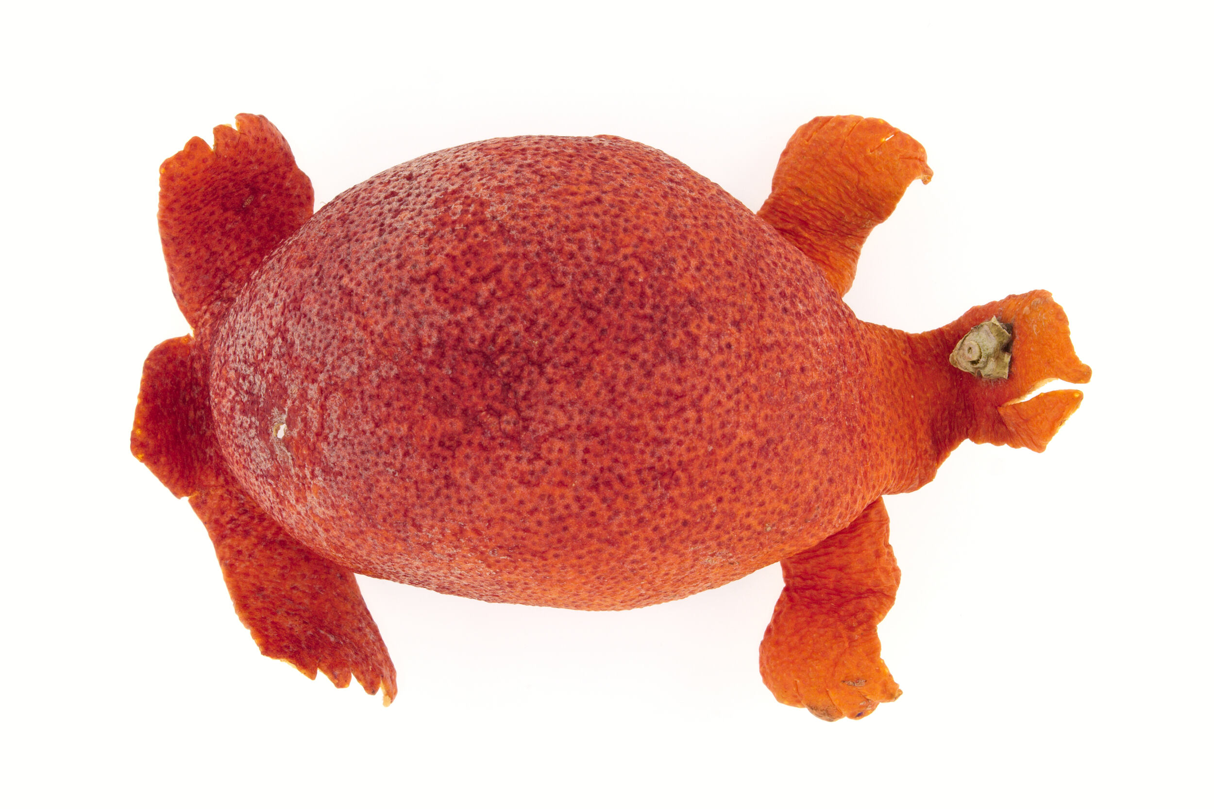 Tortue