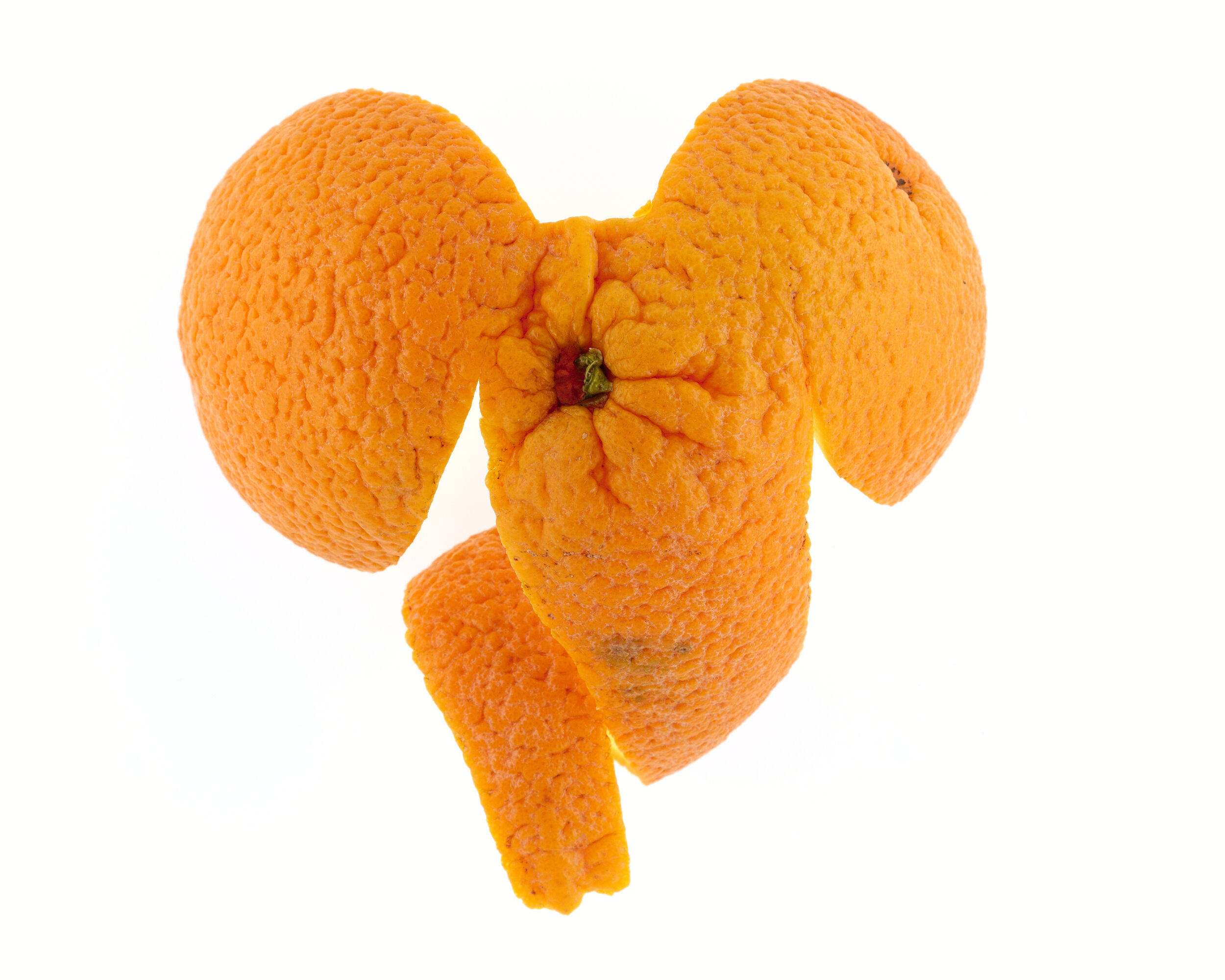 Éléphant