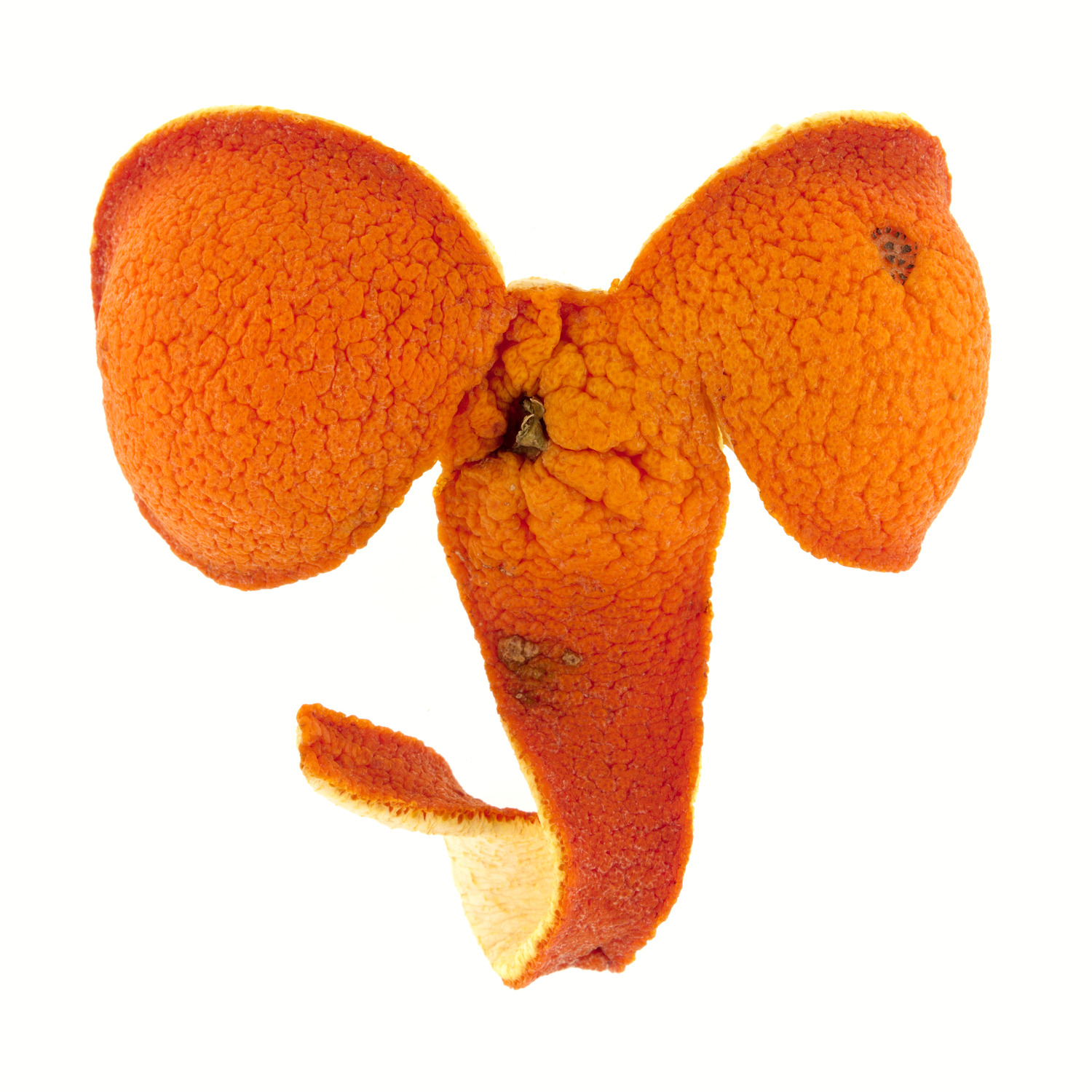 Éléphant