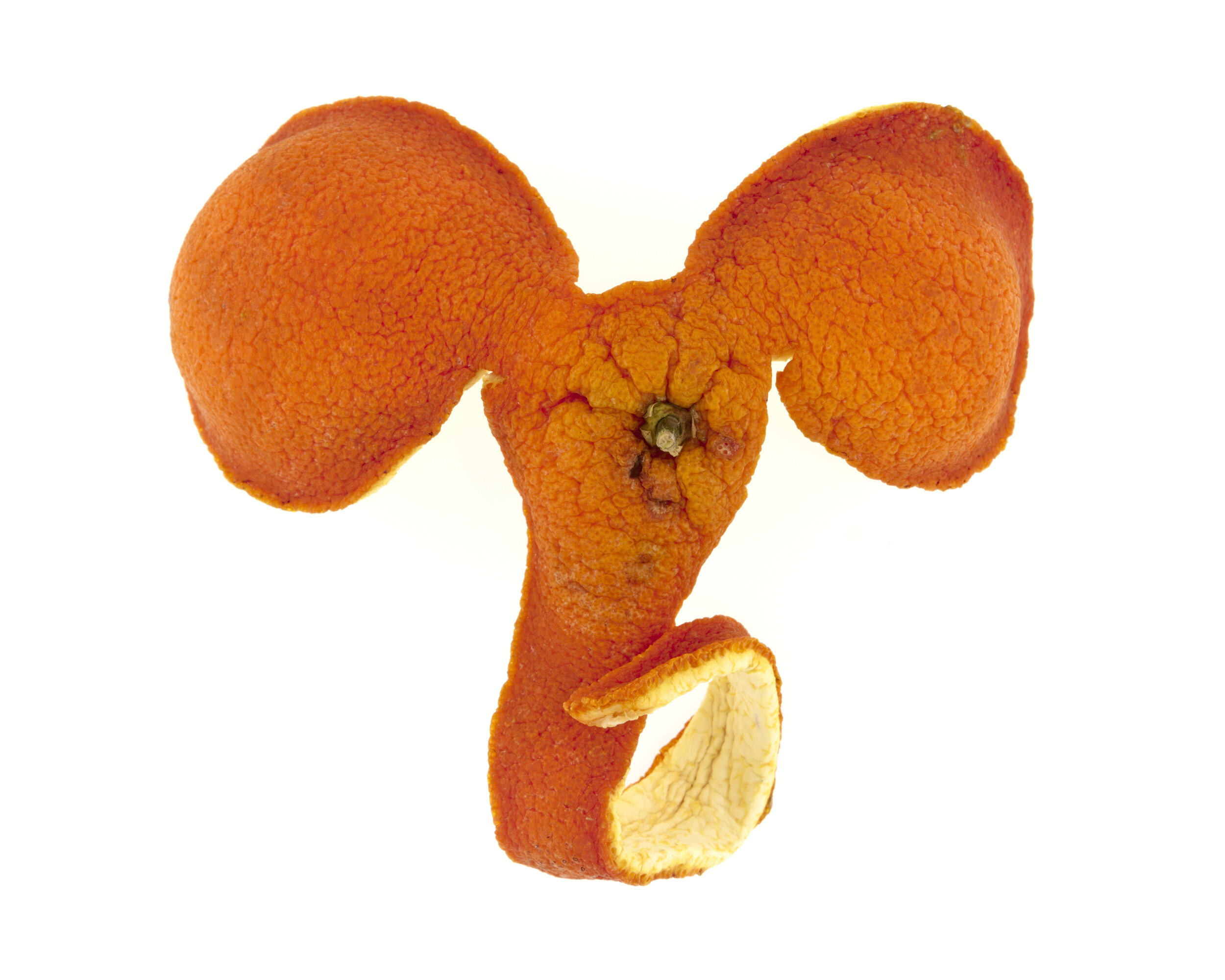 Éléphant