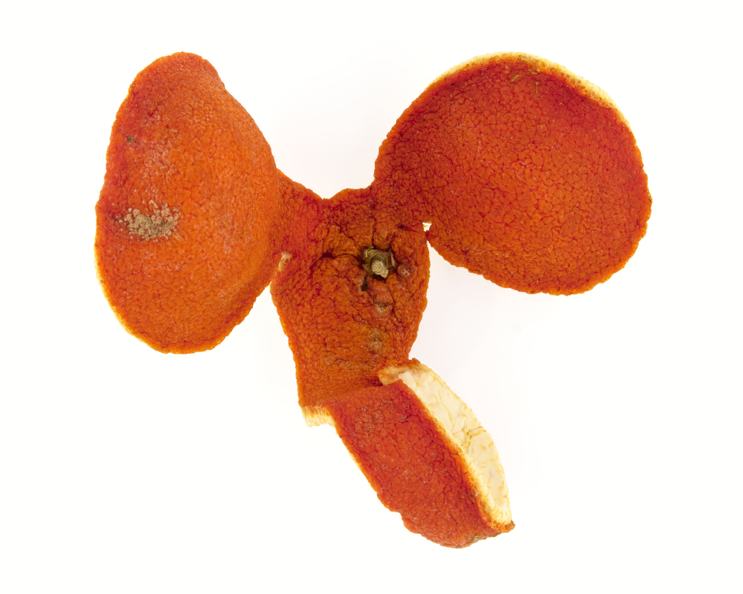 Éléphant