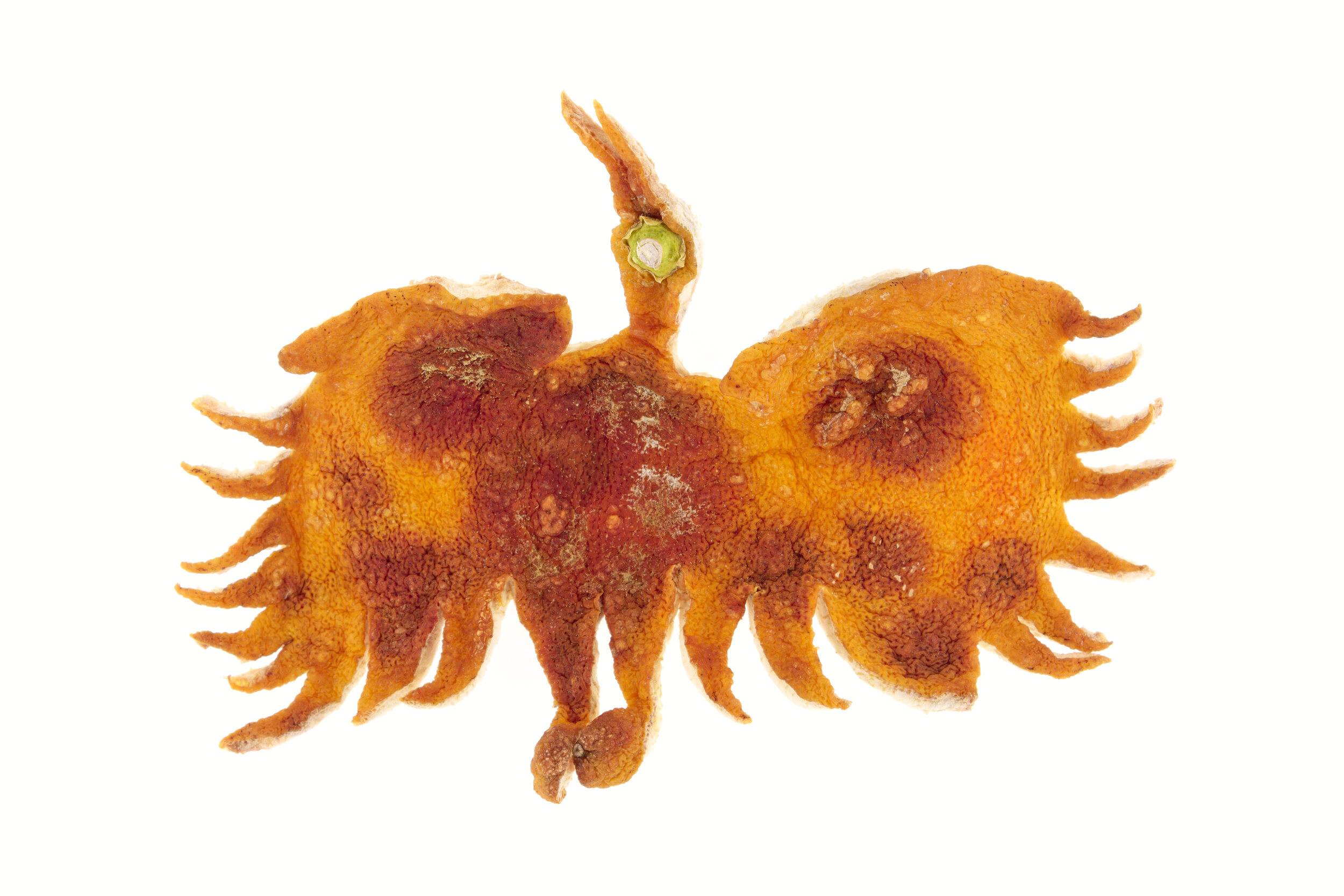 Cigogne
