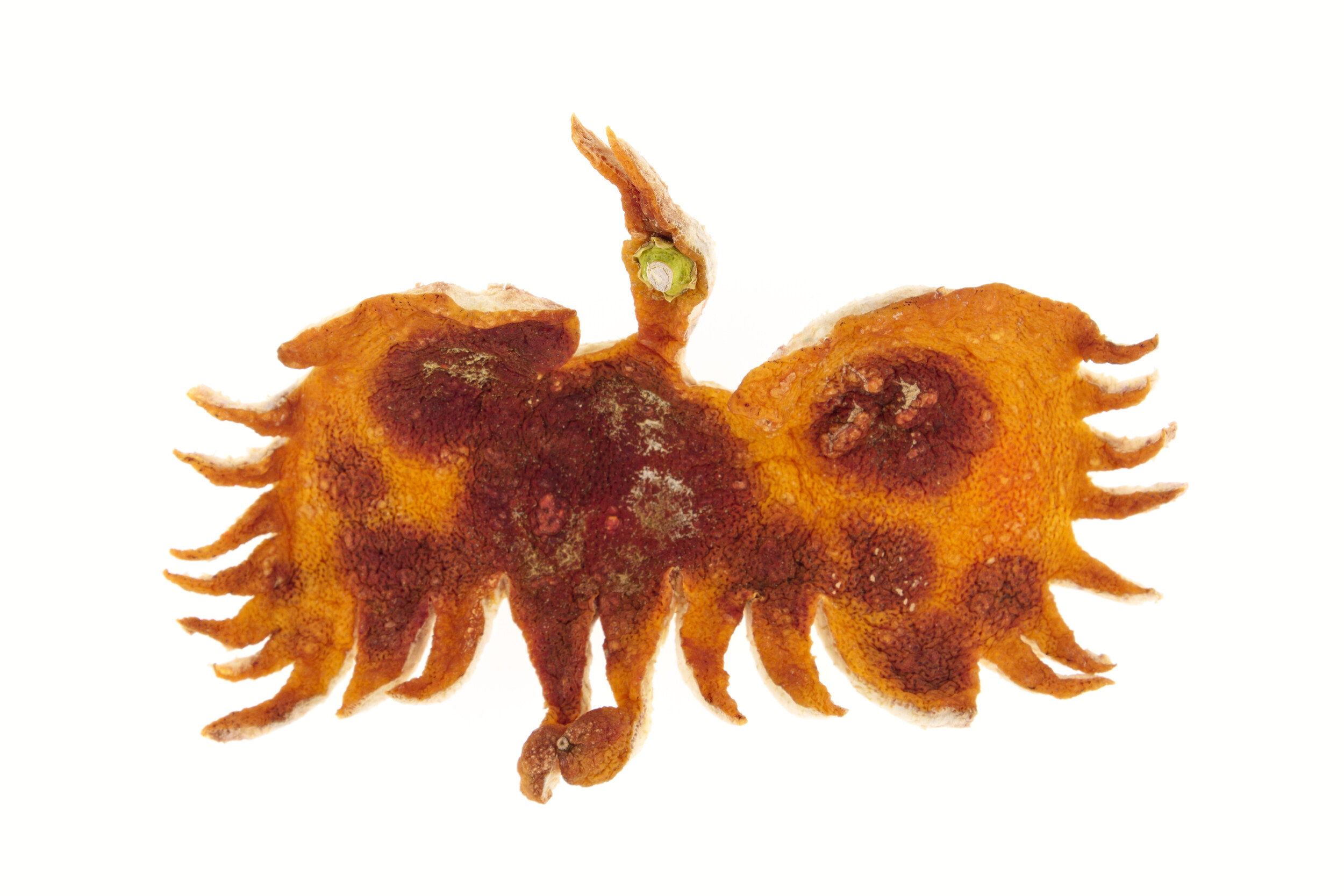 Cigogne