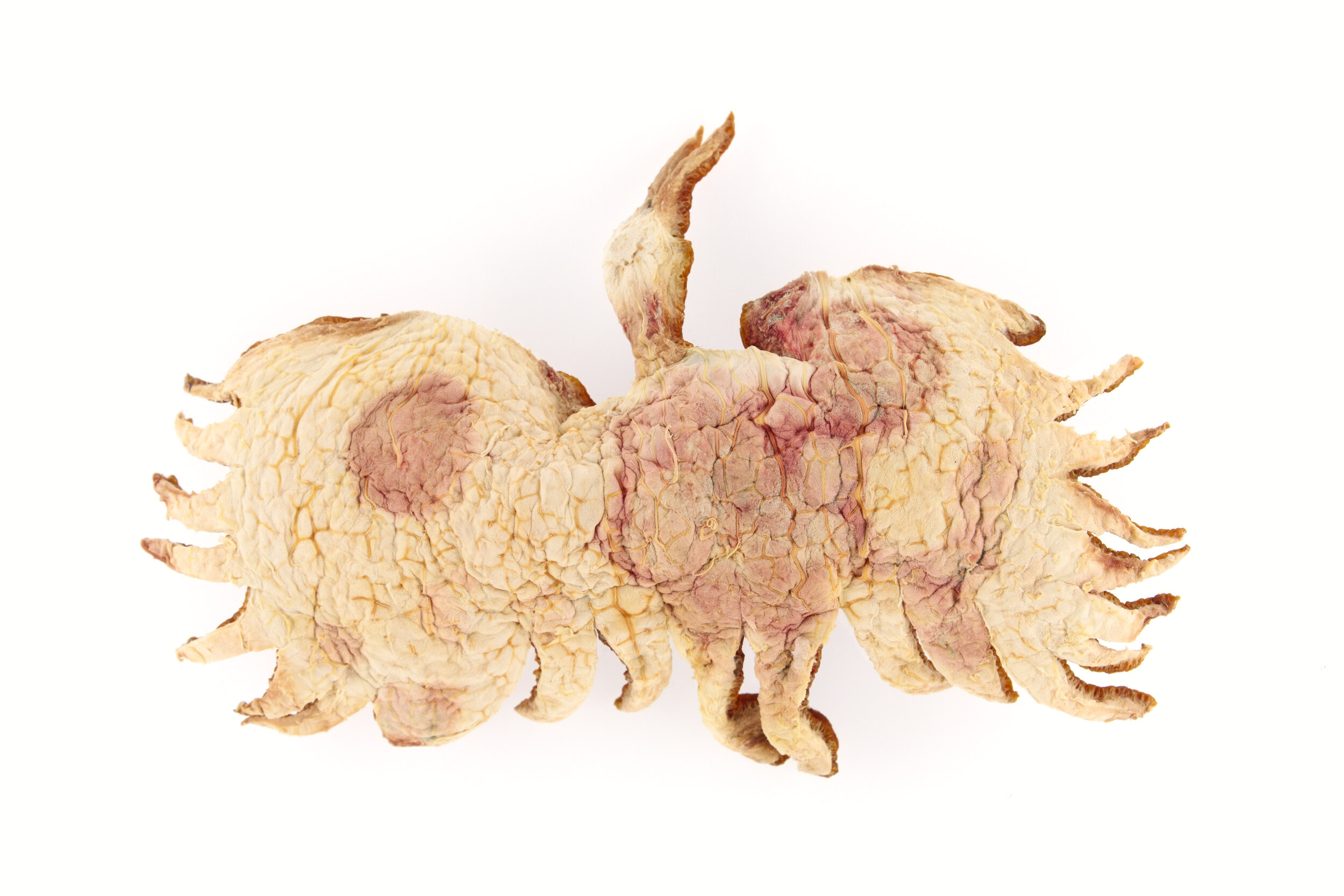 Cigogne