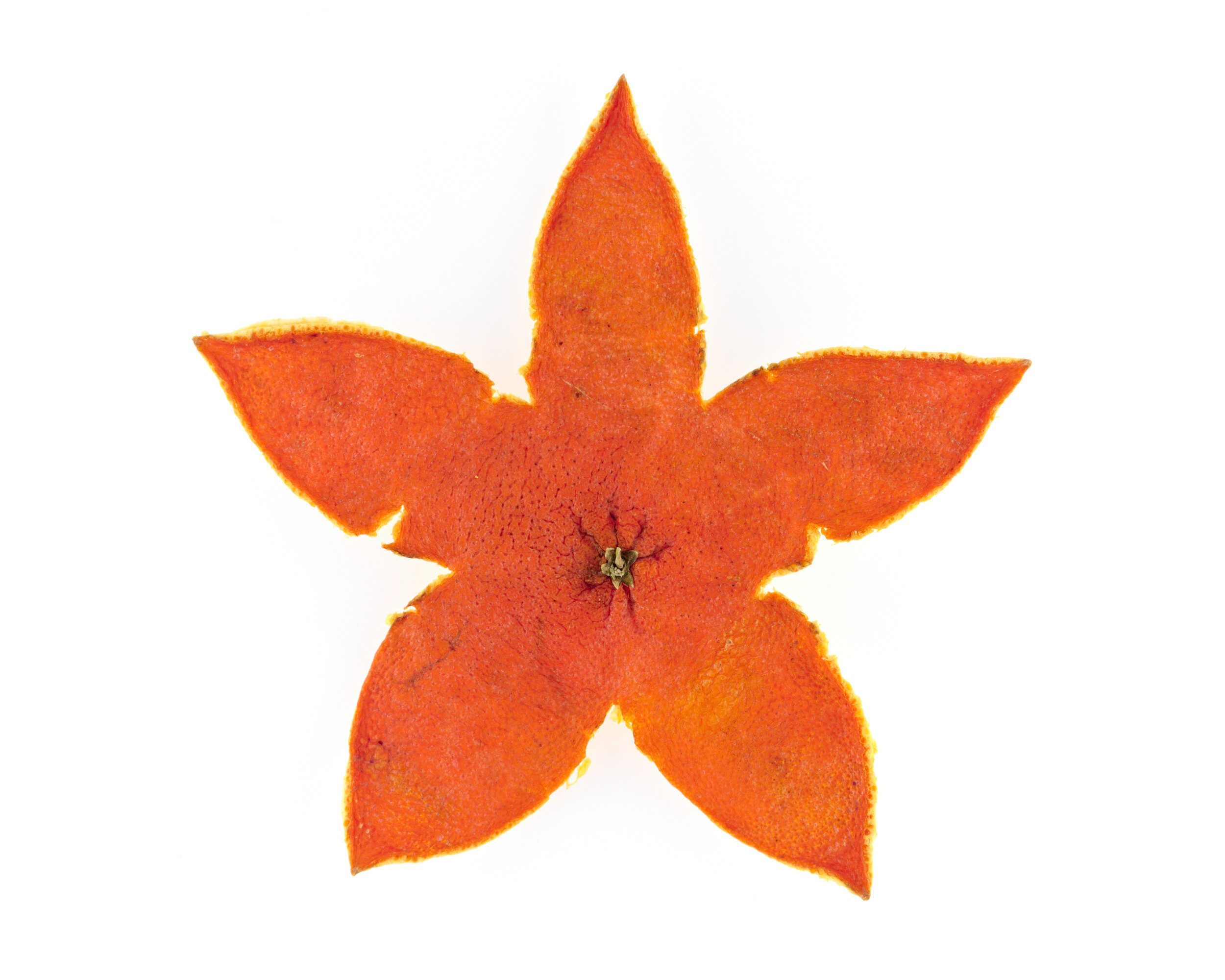 Étoile de mer