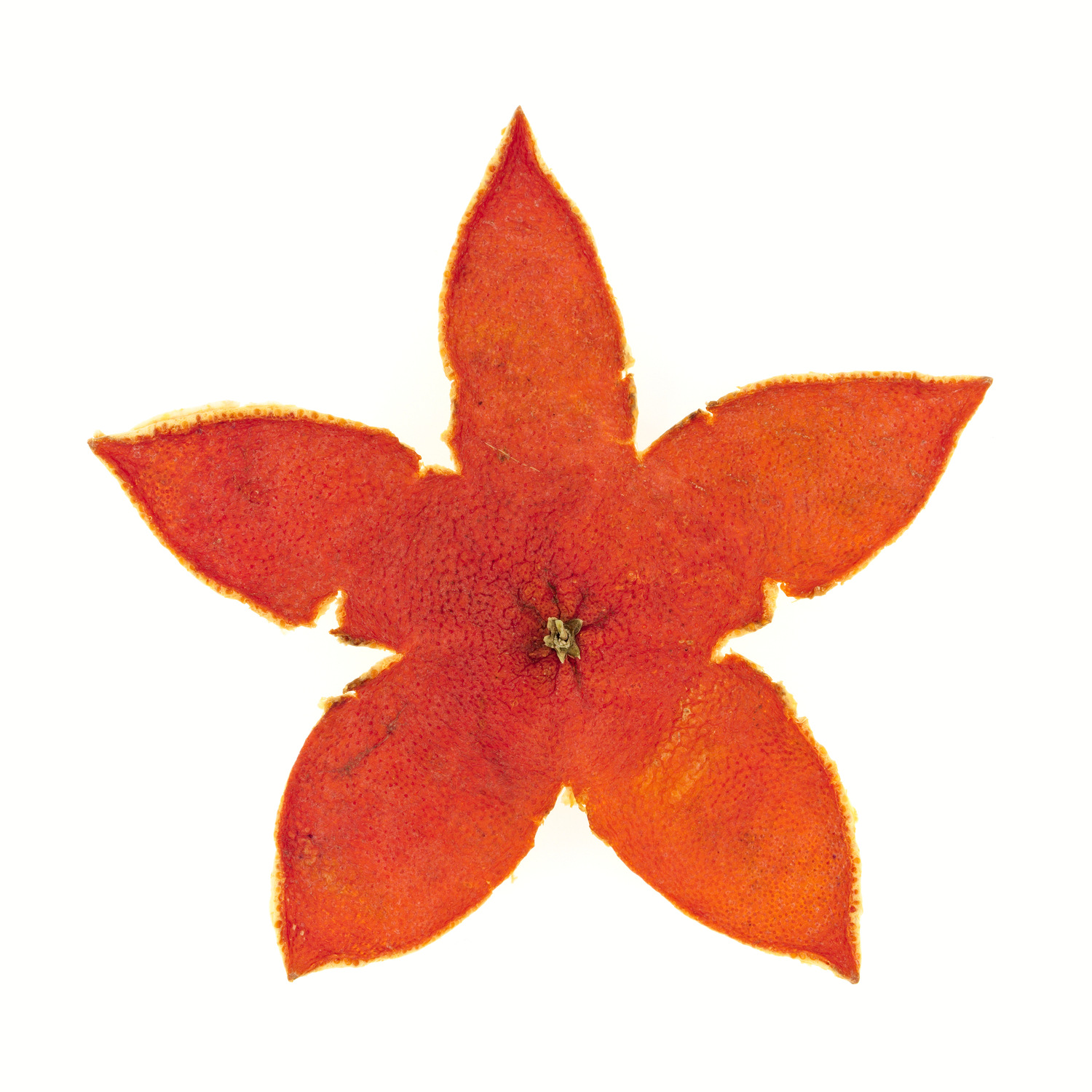 Étoile de mer