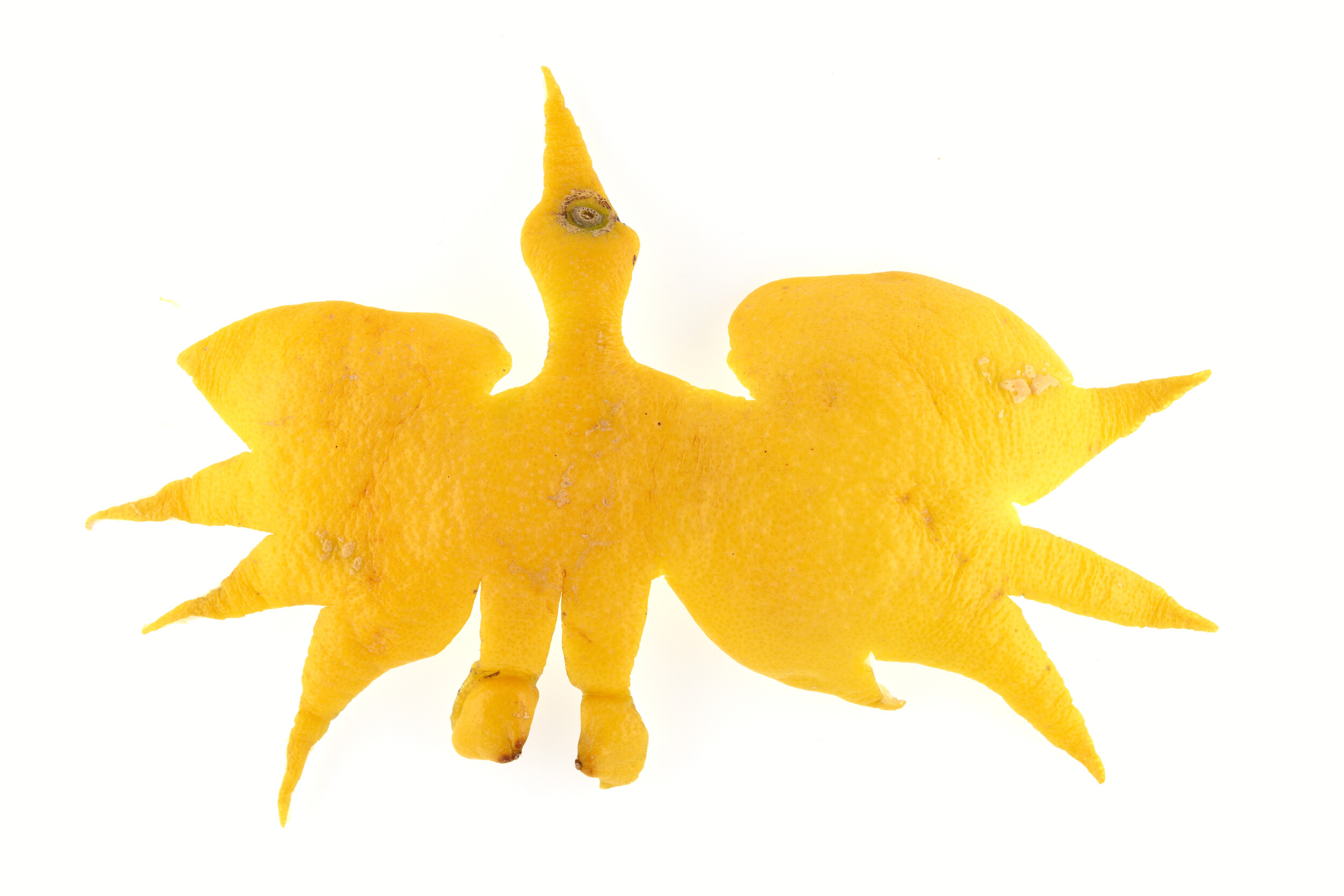 Cigogne