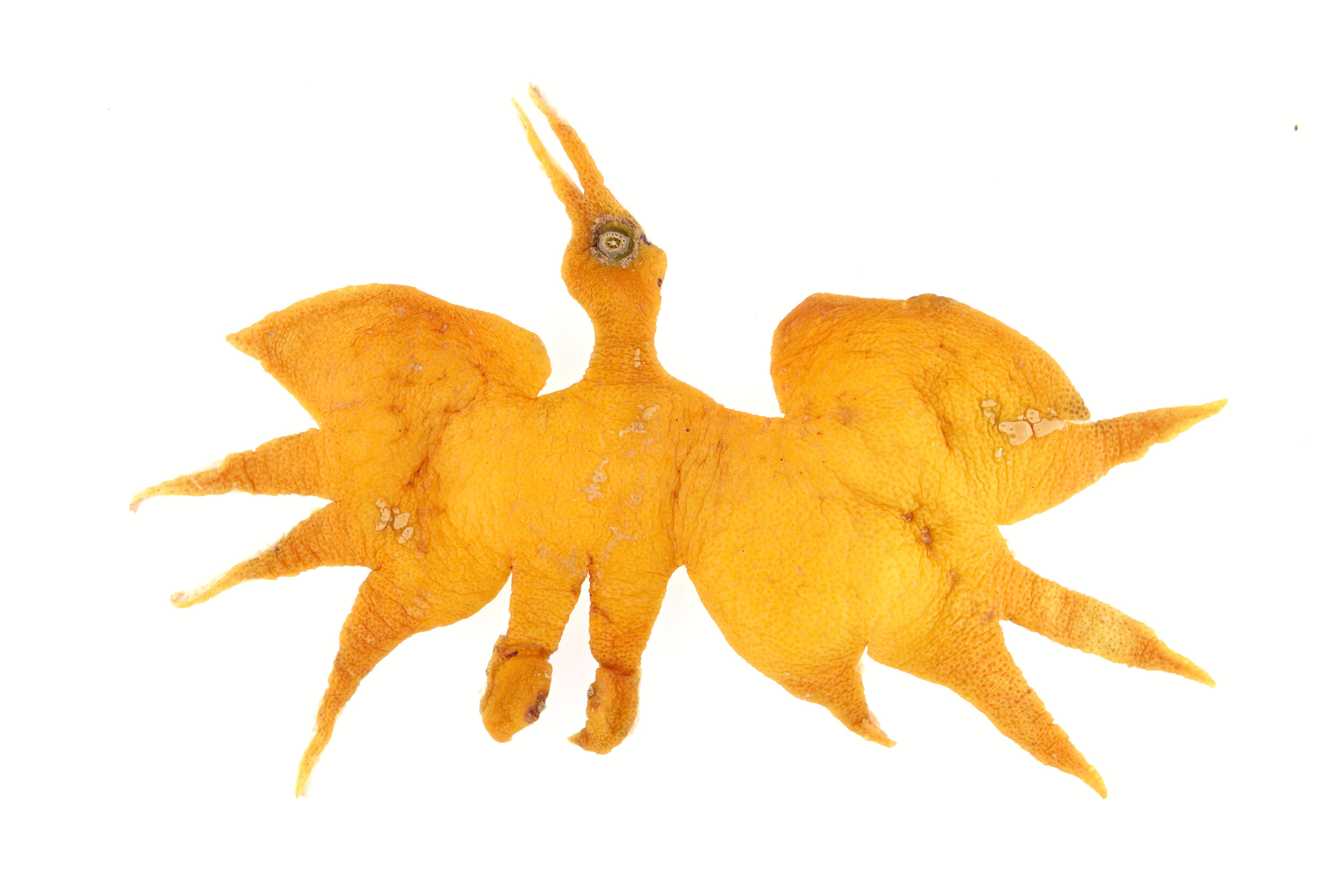 Cigogne