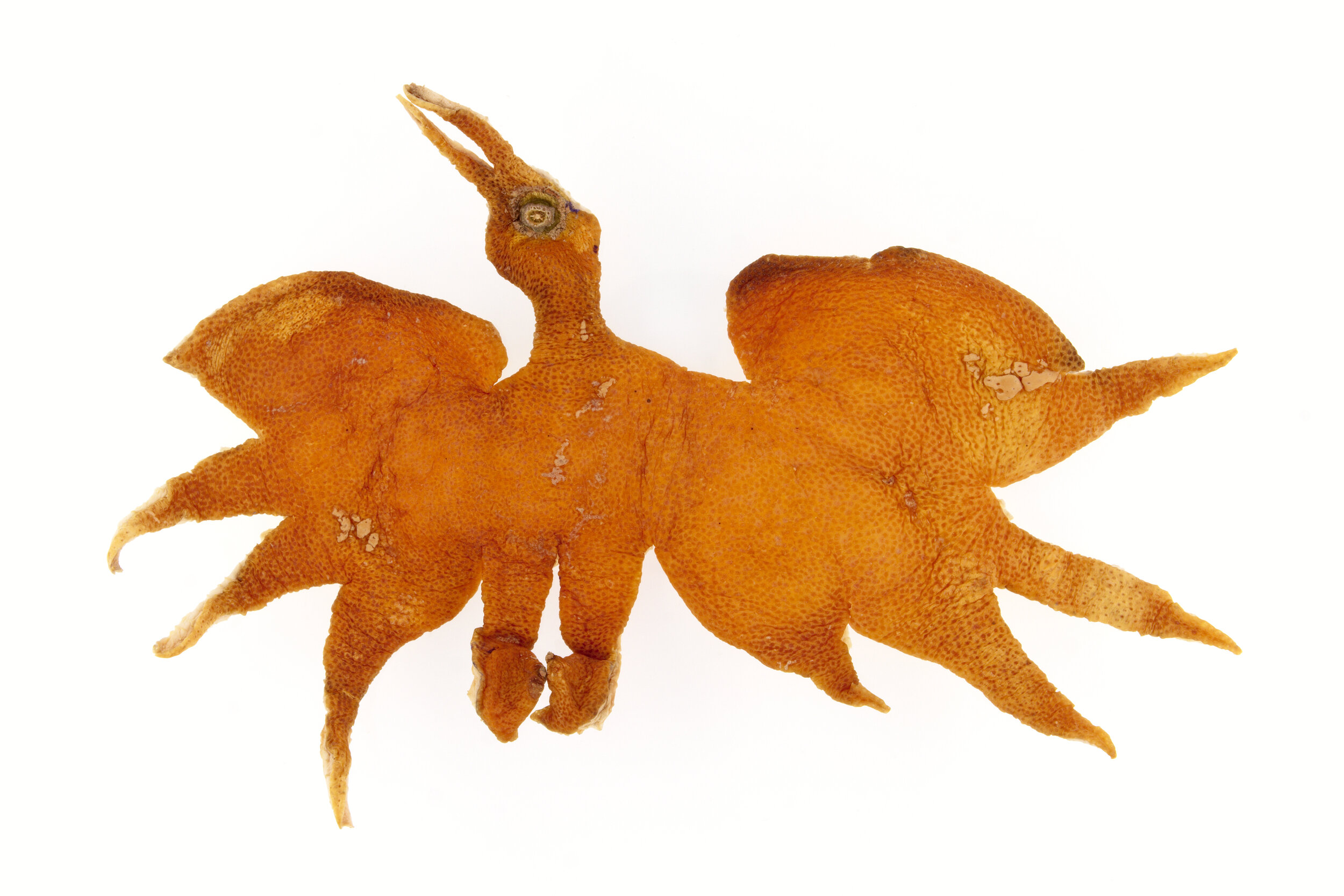 Cigogne