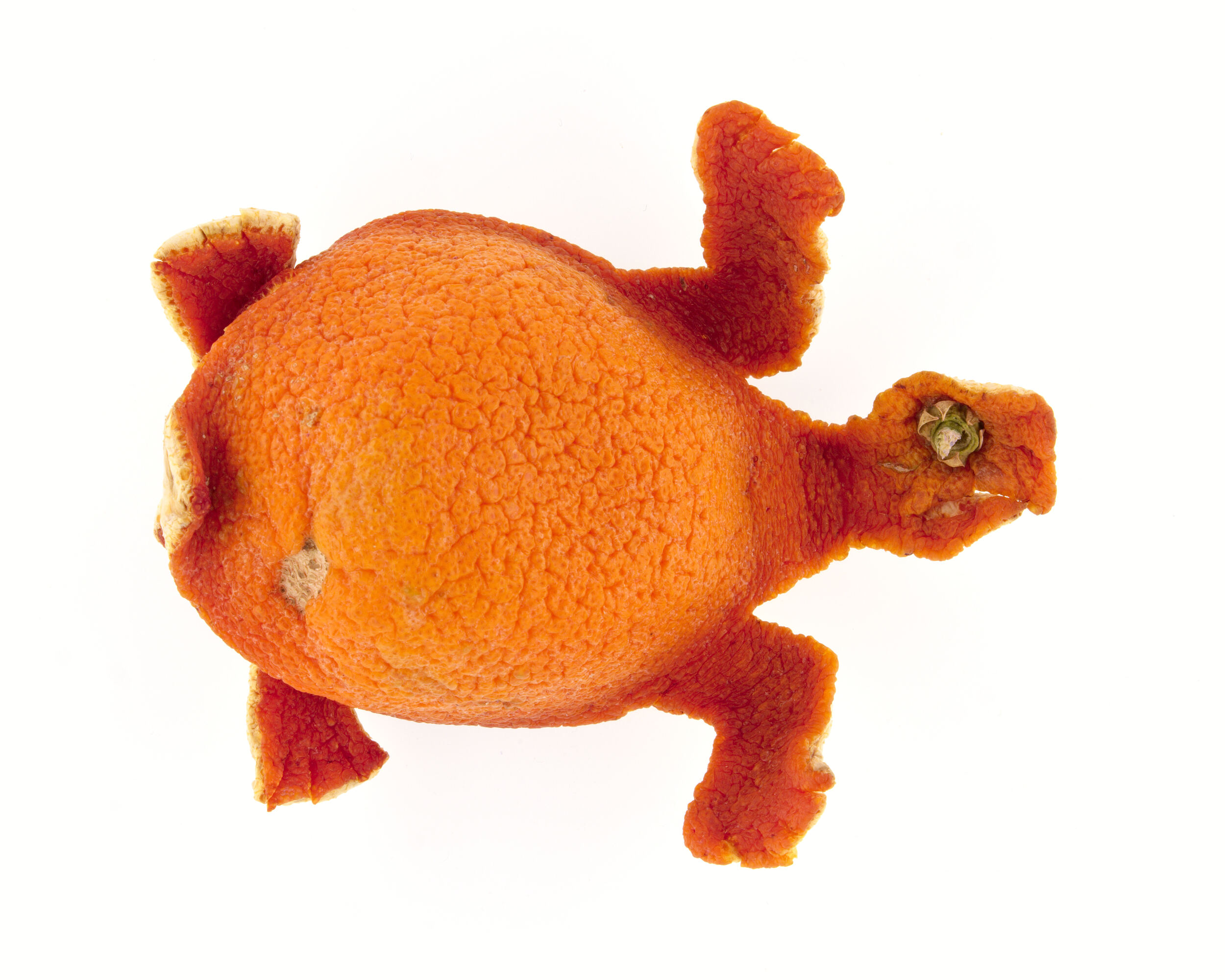 Tortue
