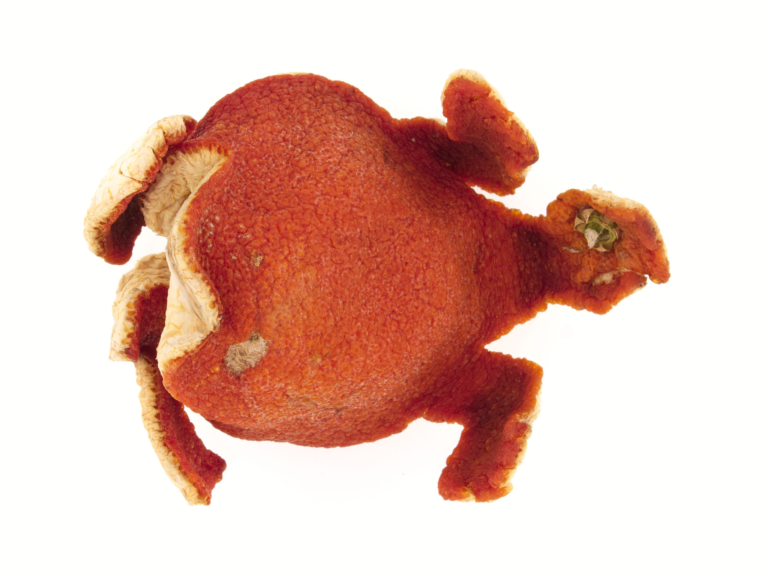 Tortue
