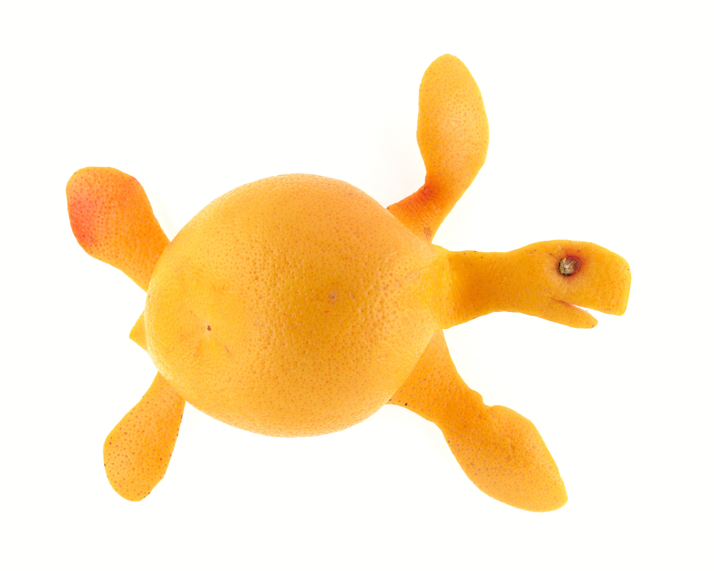 Tortue marine
