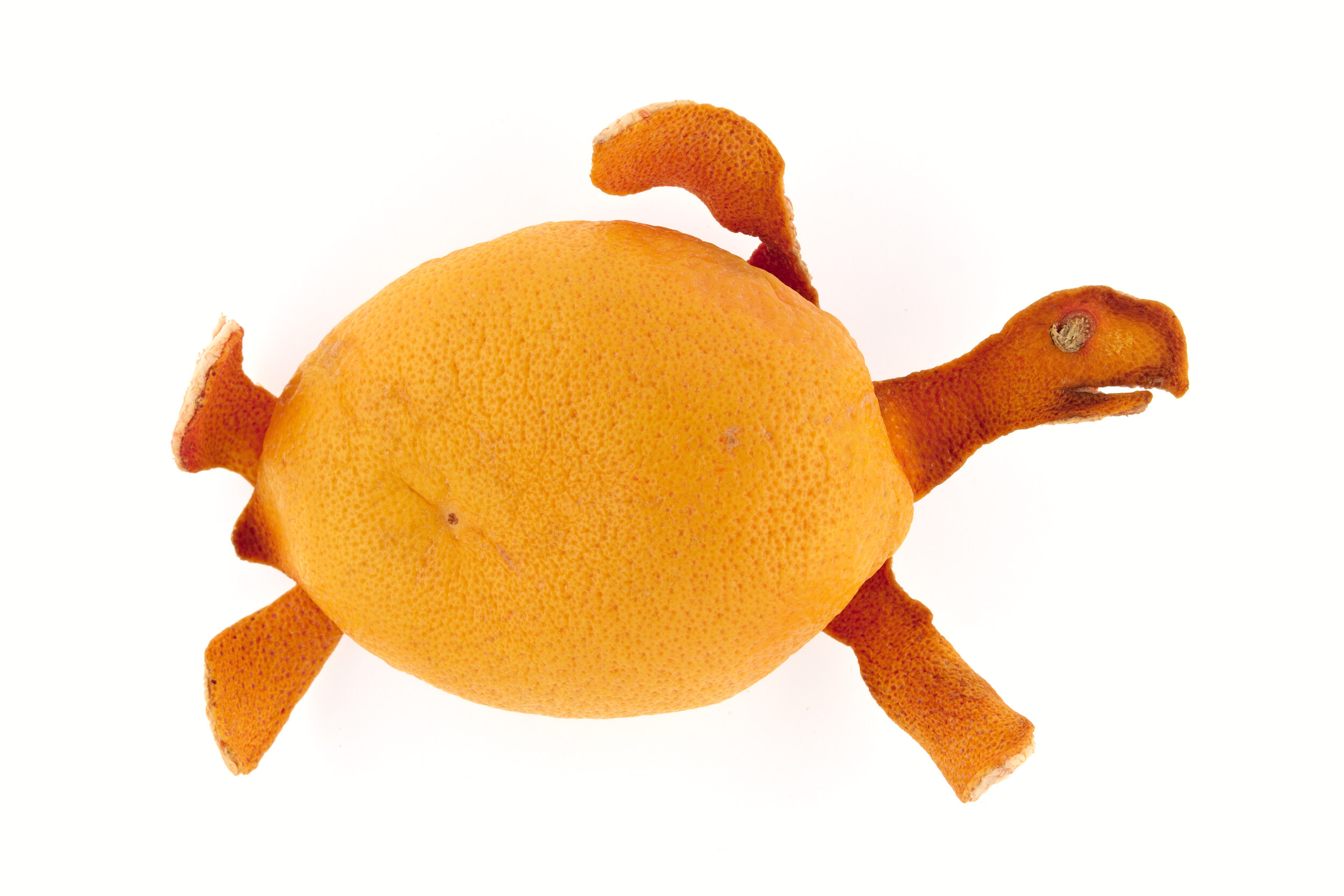 Tortue marine