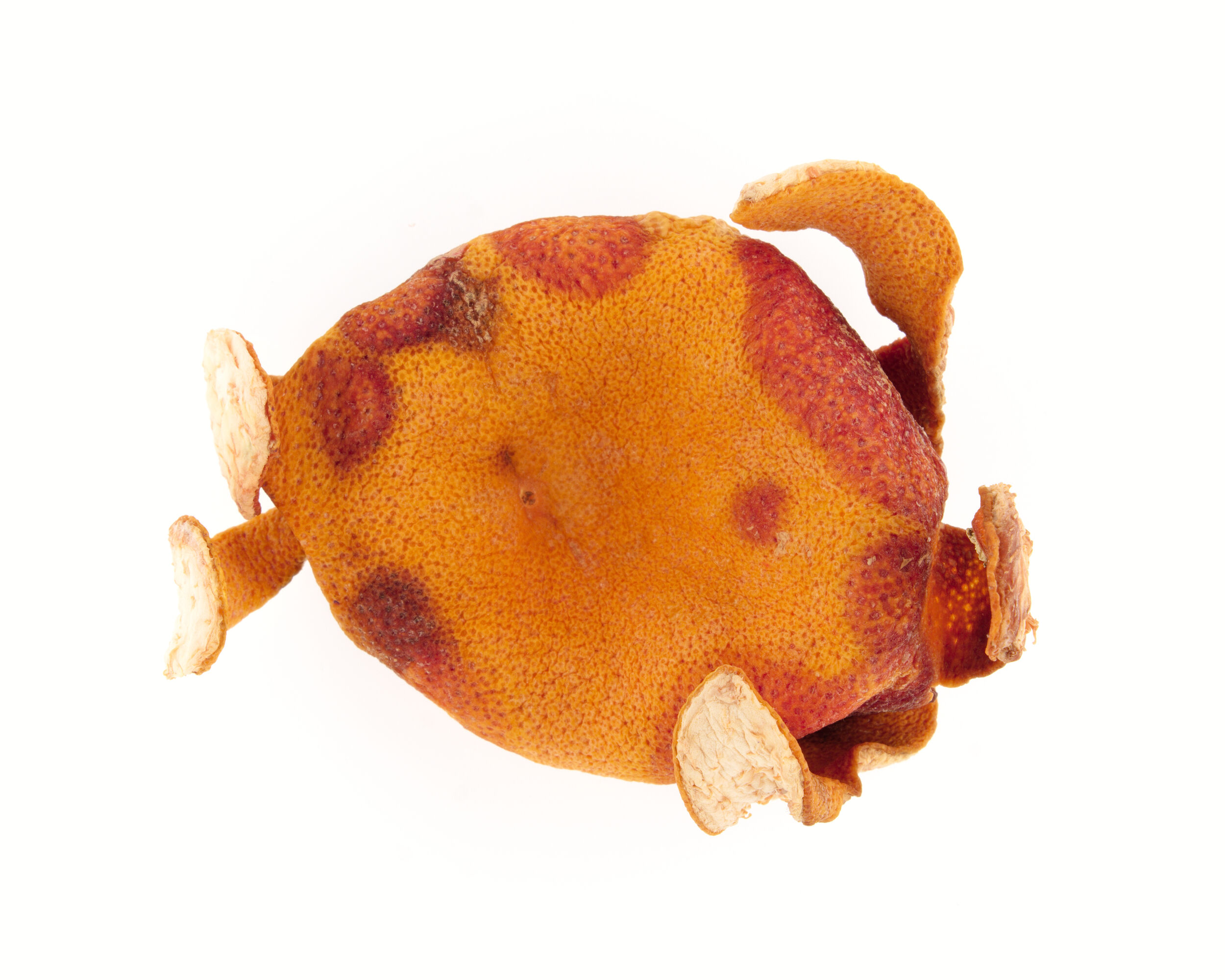 Tortue marine