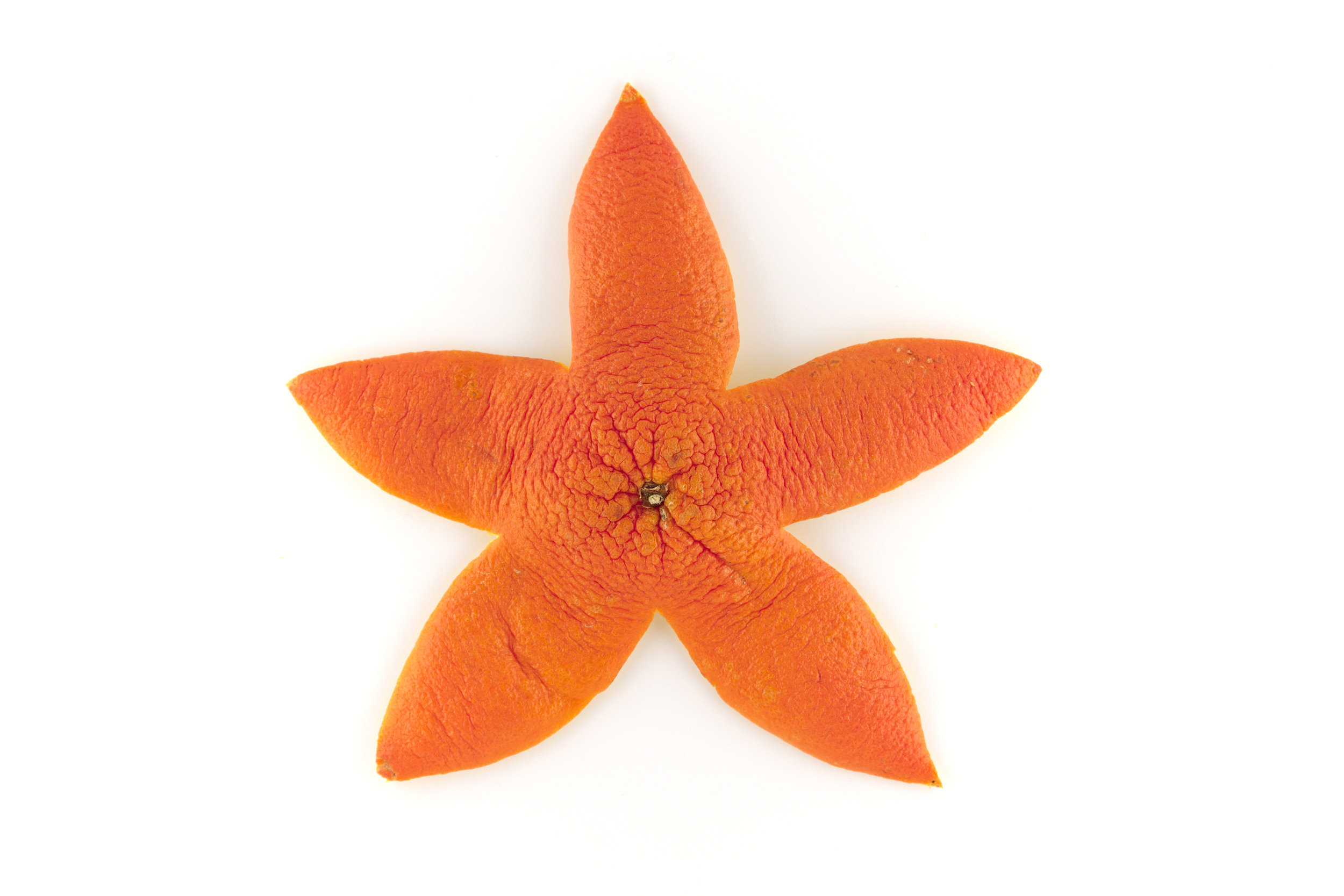 Étoile de mer