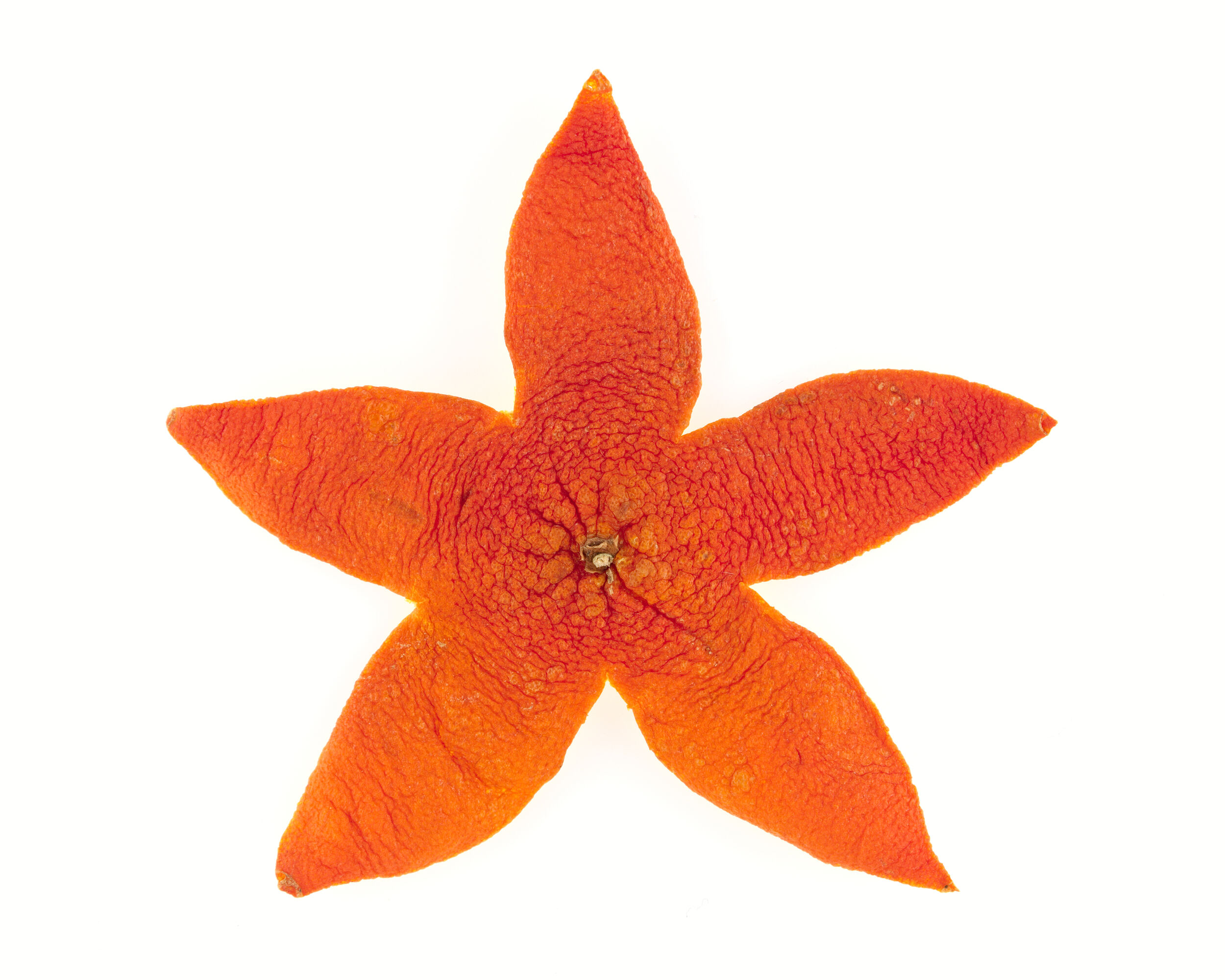 Étoile de mer